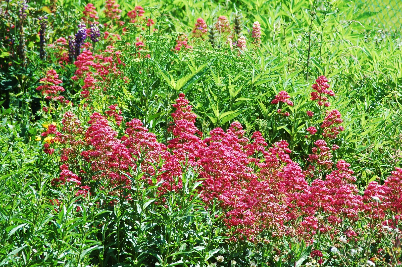 Jupiter's Beard, Red Valerian (Centranthus Ruber) — Regular deadheading can help control its spread and prolong the blooming period; it can tolerate drought