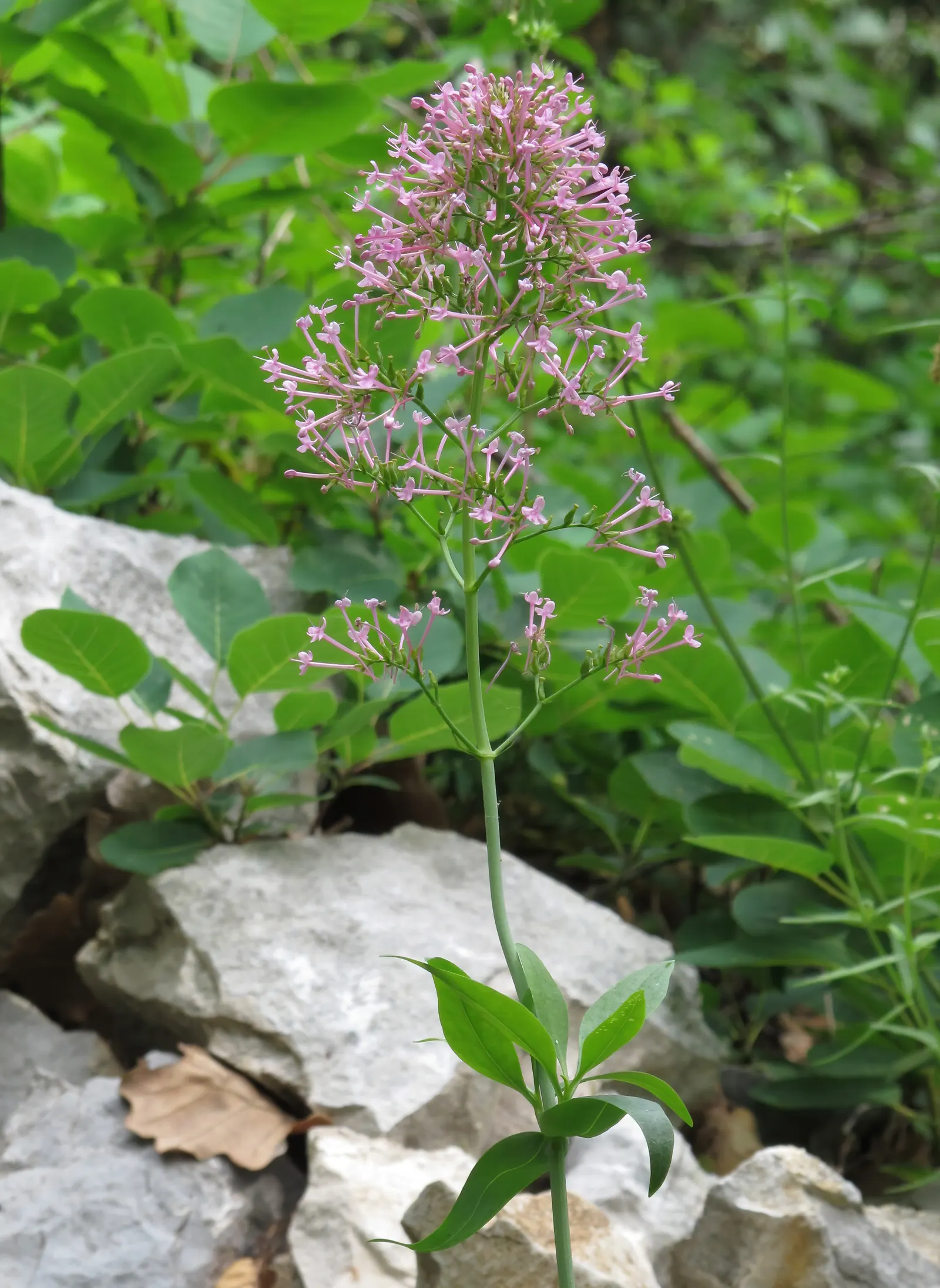 Jupiter's Beard, Red Valerian (Centranthus Ruber) — star-shaped flowers which predominantly display hues of crimson; this sun-loving plant tolerates poor soil
