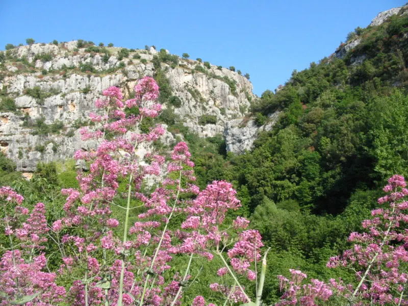 Jupiter's Beard, Red Valerian (Centranthus Ruber) — pink and red flowers in the garden; the plant itself stands tall at about 2 to 3 feet in height
