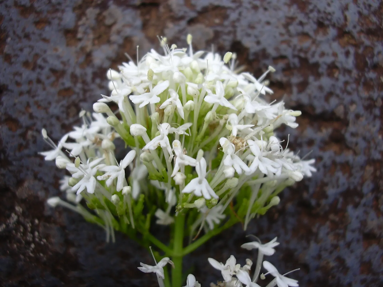 Jupiter's Beard, Red Valerian (Centranthus Ruber) — offering a blue-green contrast to its fiery flowers
