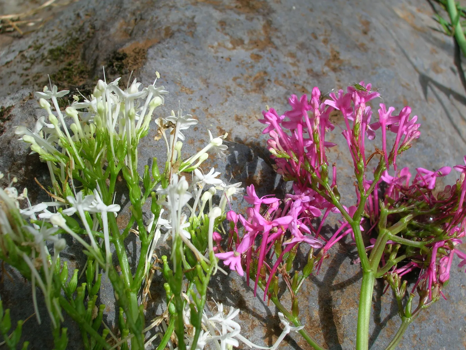 Jupiter's Beard, Red Valerian (Centranthus Ruber) — star-shaped flowers which predominantly display hues of crimson
