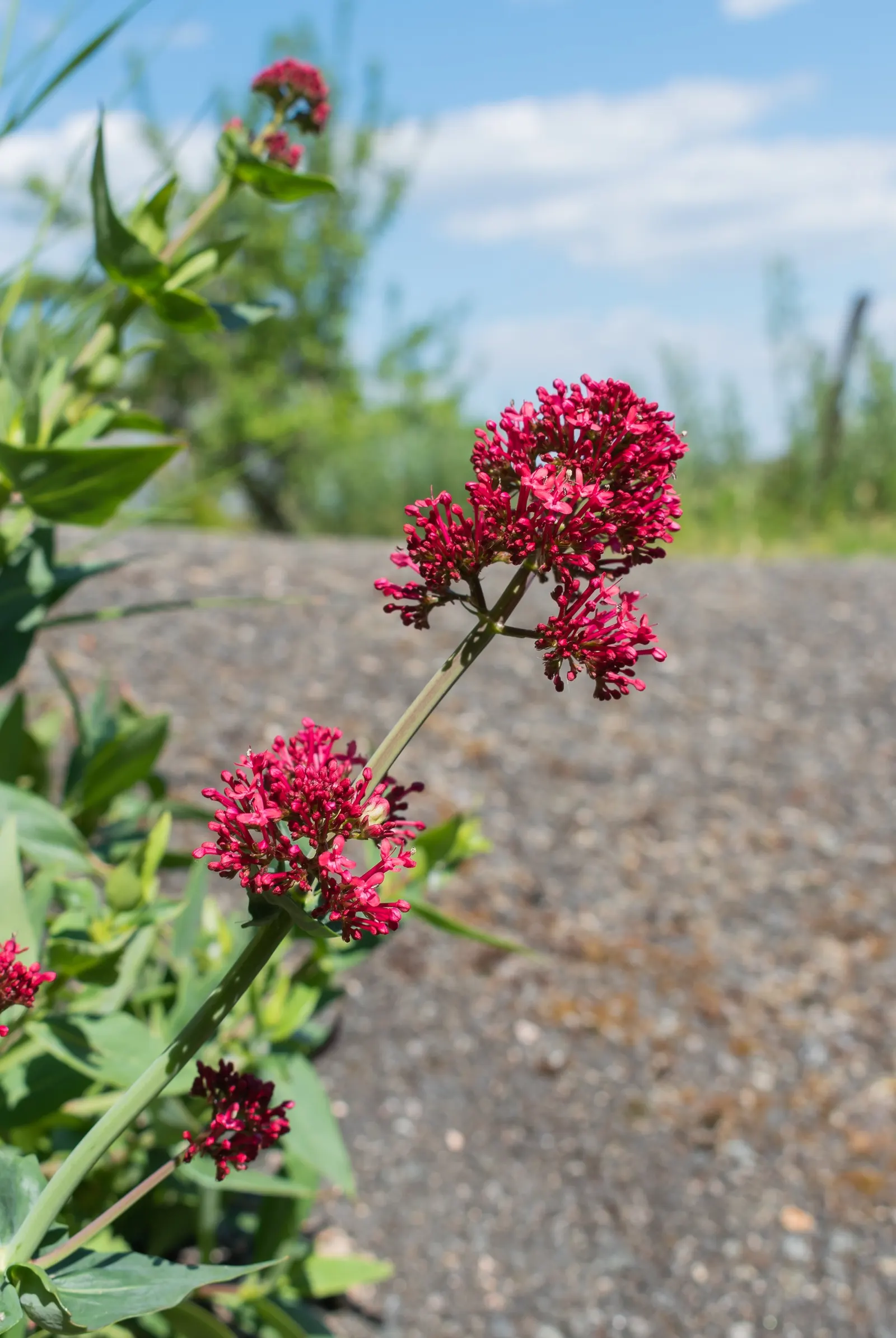 Jupiter's Beard, Red Valerian (Centranthus Ruber) — With its ease of care and robust growth