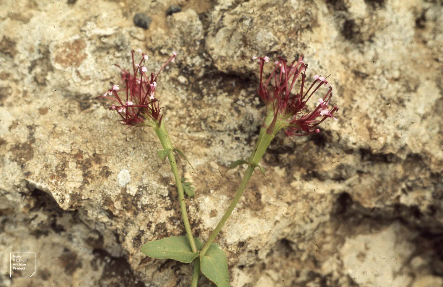 Jupiter's Beard, Red Valerian (Centranthus Ruber) — With its ease of care and robust growth; red Valerian is an excellent selection for adding, image 80