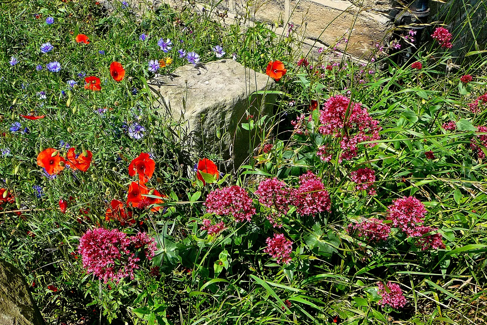 Jupiter's Beard, Red Valerian (Centranthus Ruber) — ground cover / perennial with pink and red blooms; it can tolerate drought and is reasonably resistant to