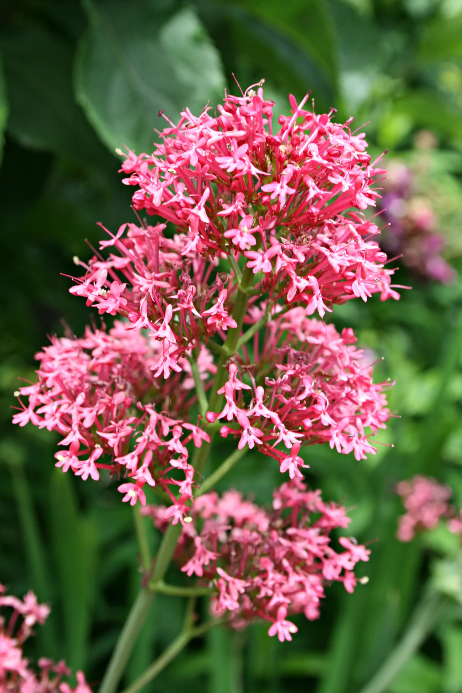 Jupiter's Beard, Red Valerian (Centranthus Ruber) — scientifically known as Centranthus ruber; it can tolerate drought and is reasonably resistant, image 119
