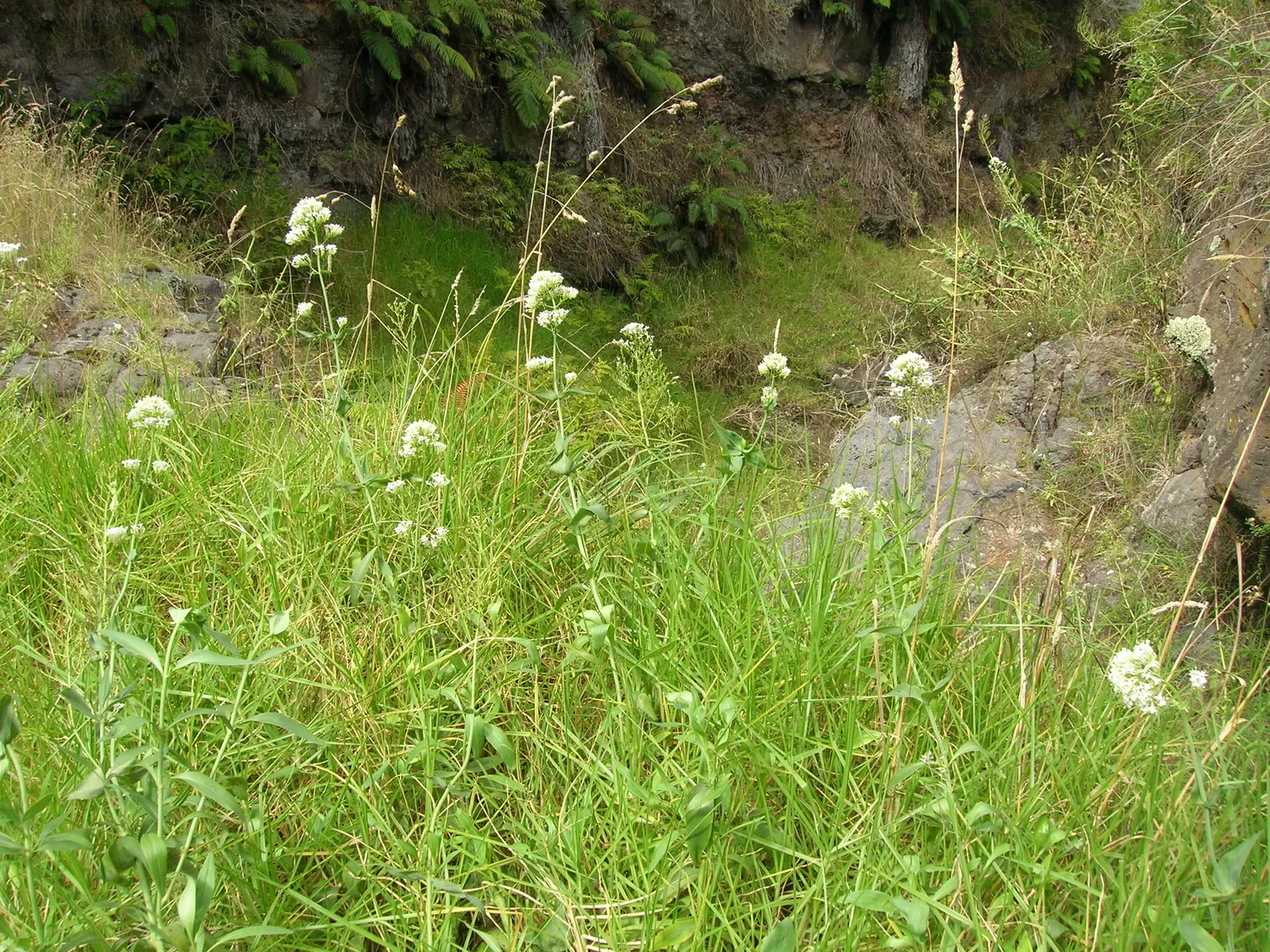 Jupiter's Beard, Red Valerian (Centranthus Ruber) — The plant itself stands tall at about 2 to 3 feet in height