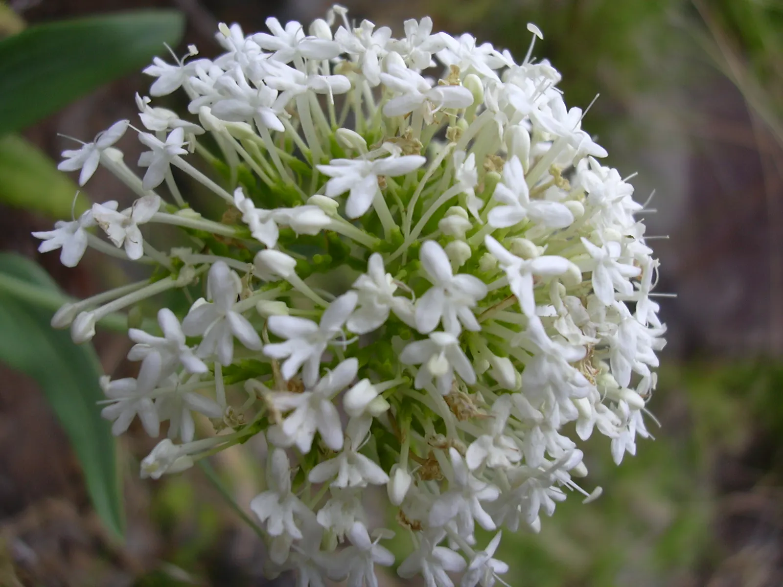 Jupiter's Beard, Red Valerian (Centranthus Ruber) — Regular deadheading can help control its spread and prolong the blooming period; it can, image 107