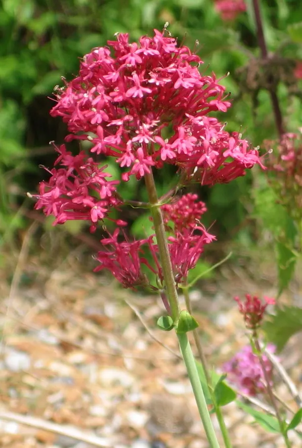 Jupiter's Beard, Red Valerian (Centranthus Ruber) — pink and red flowers in the garden; the plant itself stands tall at about 2 to 3 feet in height, image 82