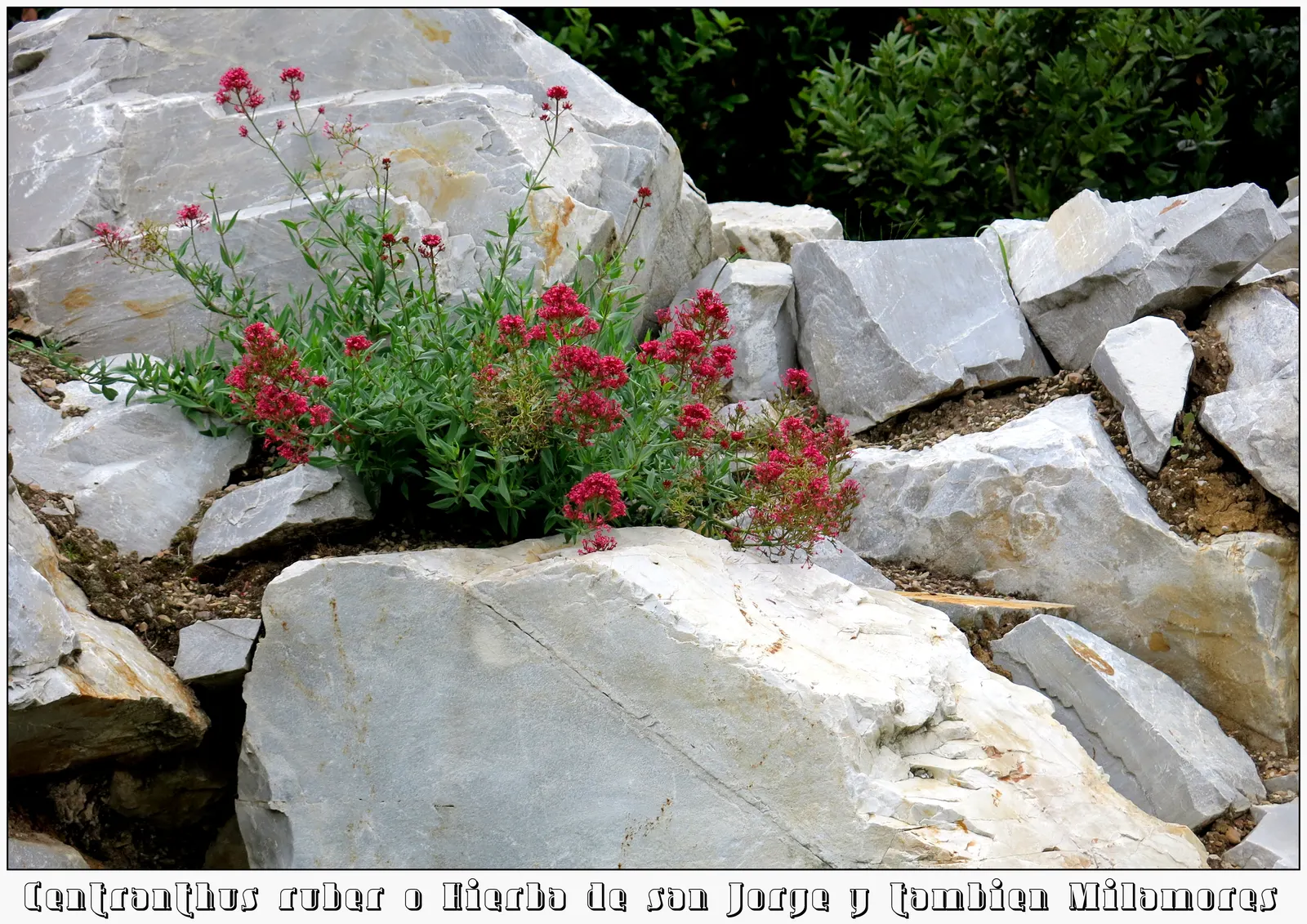 Jupiter's Beard, Red Valerian (Centranthus Ruber) — which enables Jupiter's Beard to naturalize and fill out spaces; this sun-loving plant, image 77
