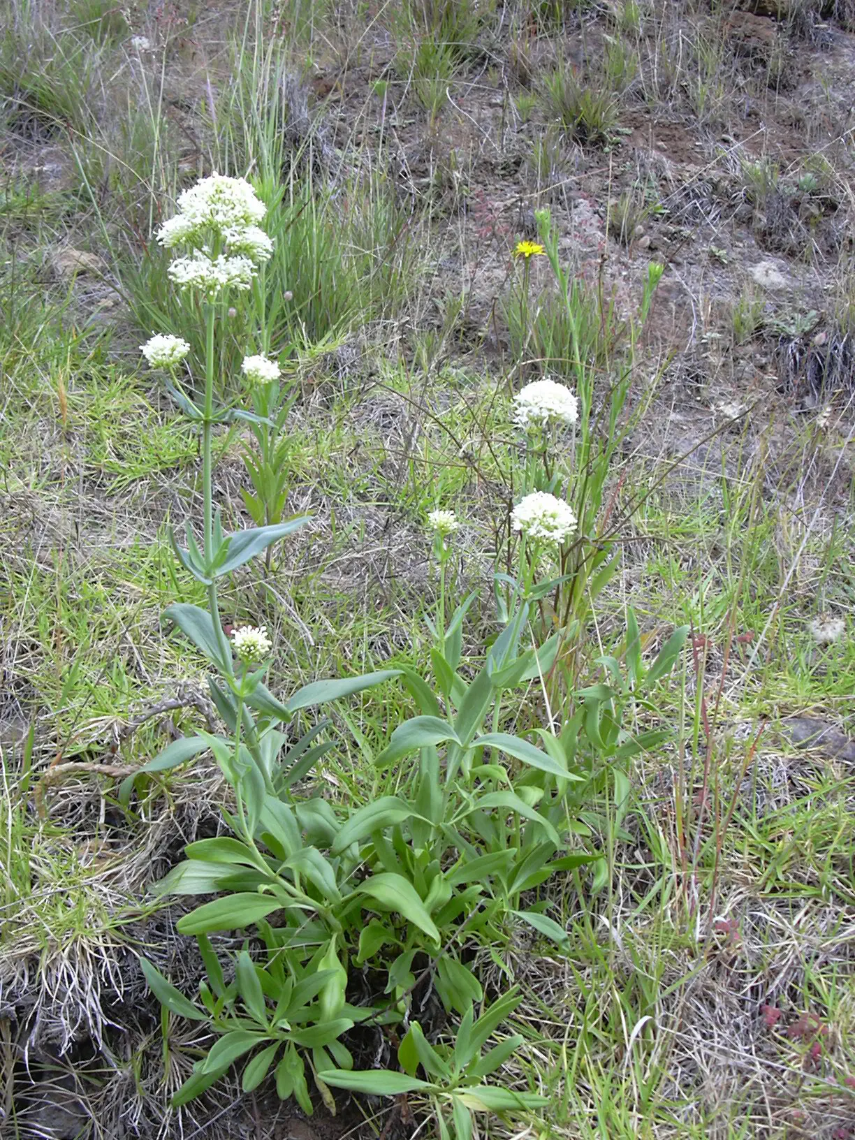 Jupiter's Beard, Red Valerian (Centranthus Ruber) — which enables Jupiter's Beard to naturalize and fill out spaces