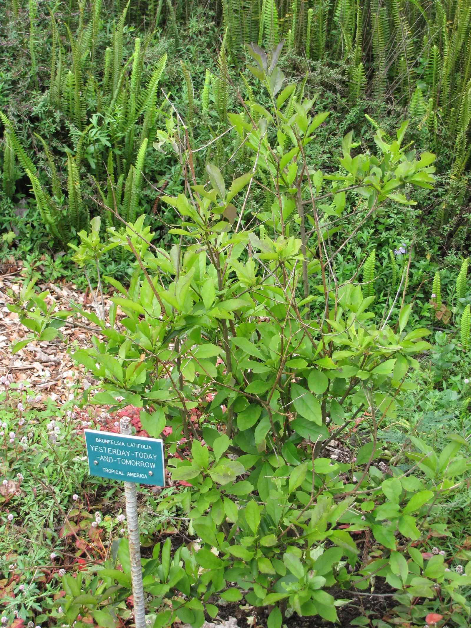 Jupiter's Beard, Red Valerian (Centranthus Ruber) — creating a cottage garden effect; the plant itself stands tall at about 2 to 3 feet in height, image 78
