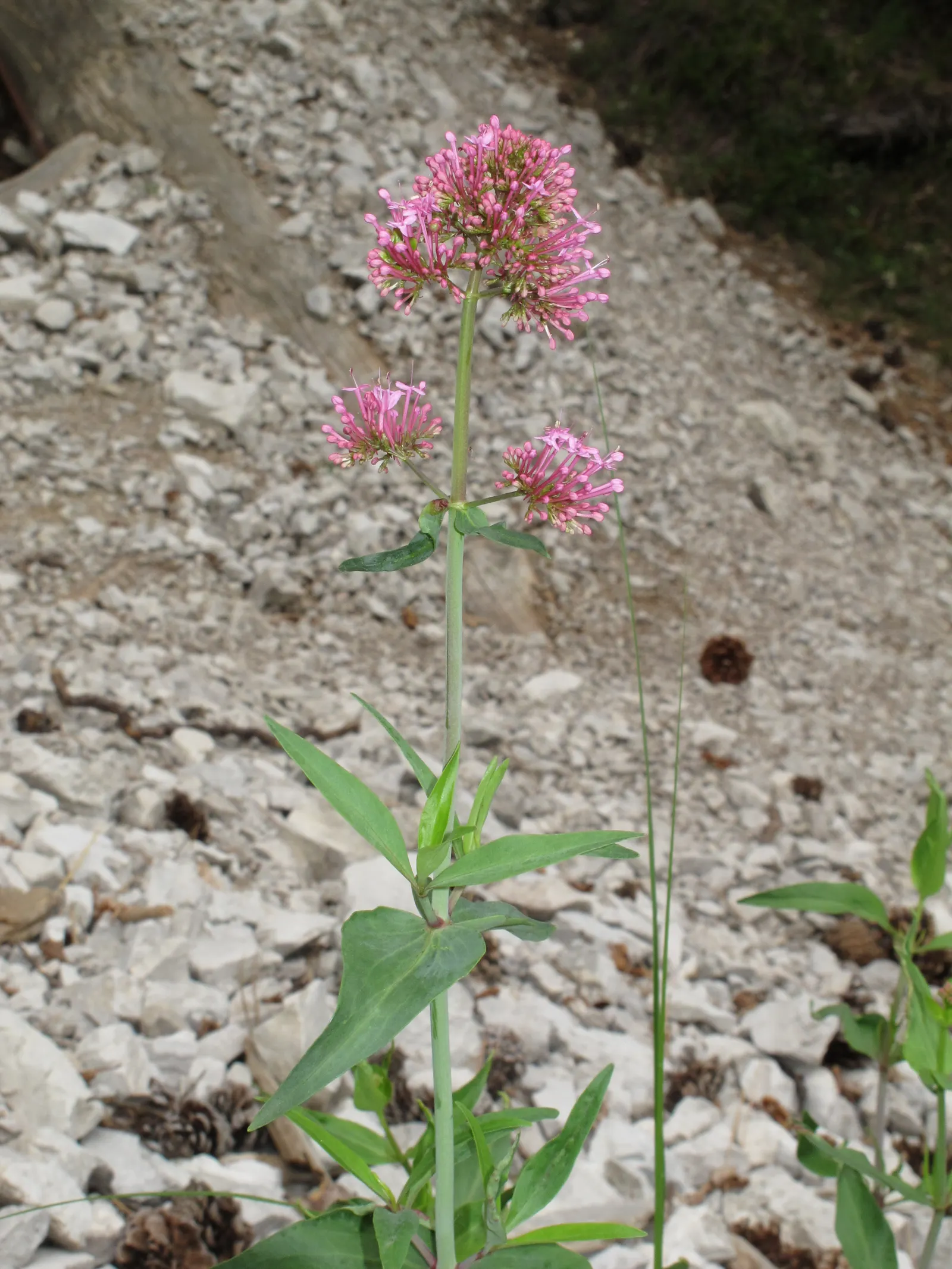 Jupiter's Beard, Red Valerian (Centranthus Ruber) — this hardy plant thrives in a range of conditions; the plant itself stands tall at about 2 to 3 feet in