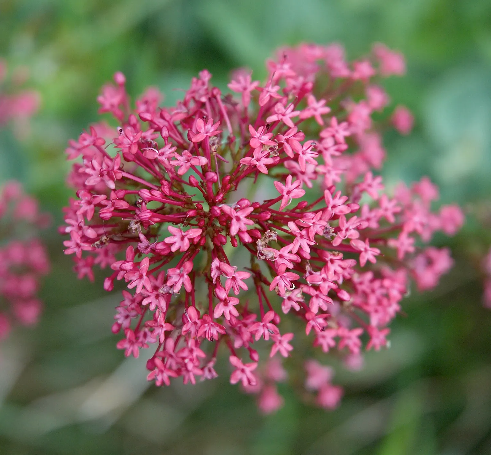 Jupiter's Beard, Red Valerian (Centranthus Ruber) — It thrives in USDA zones 5-9, reaching heights of 2-3 feet with a similar spread; it can, image 87