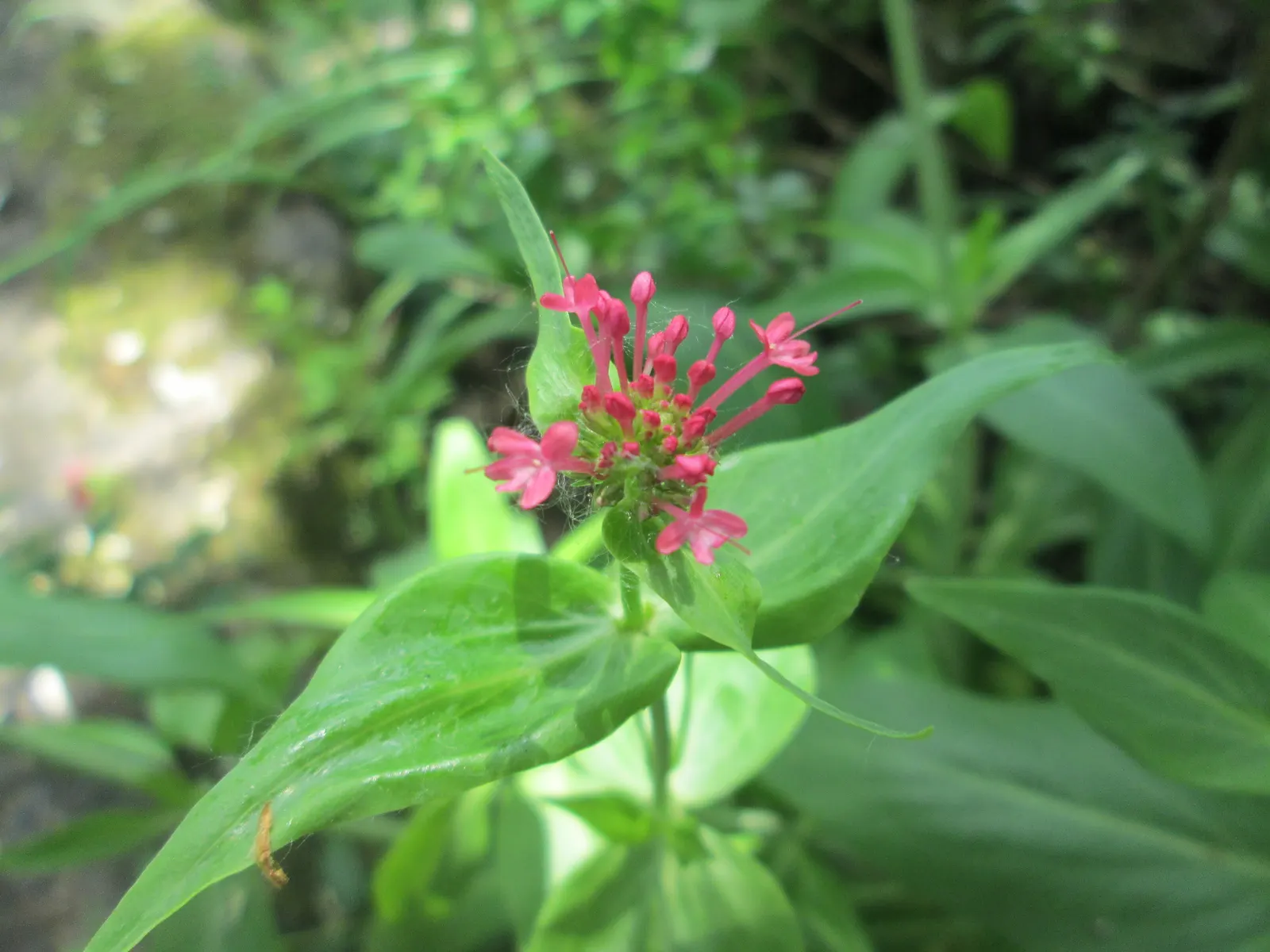 Jupiter's Beard, Red Valerian (Centranthus Ruber) — scientifically known as Centranthus ruber; it can tolerate drought and is reasonably resistant, image 91