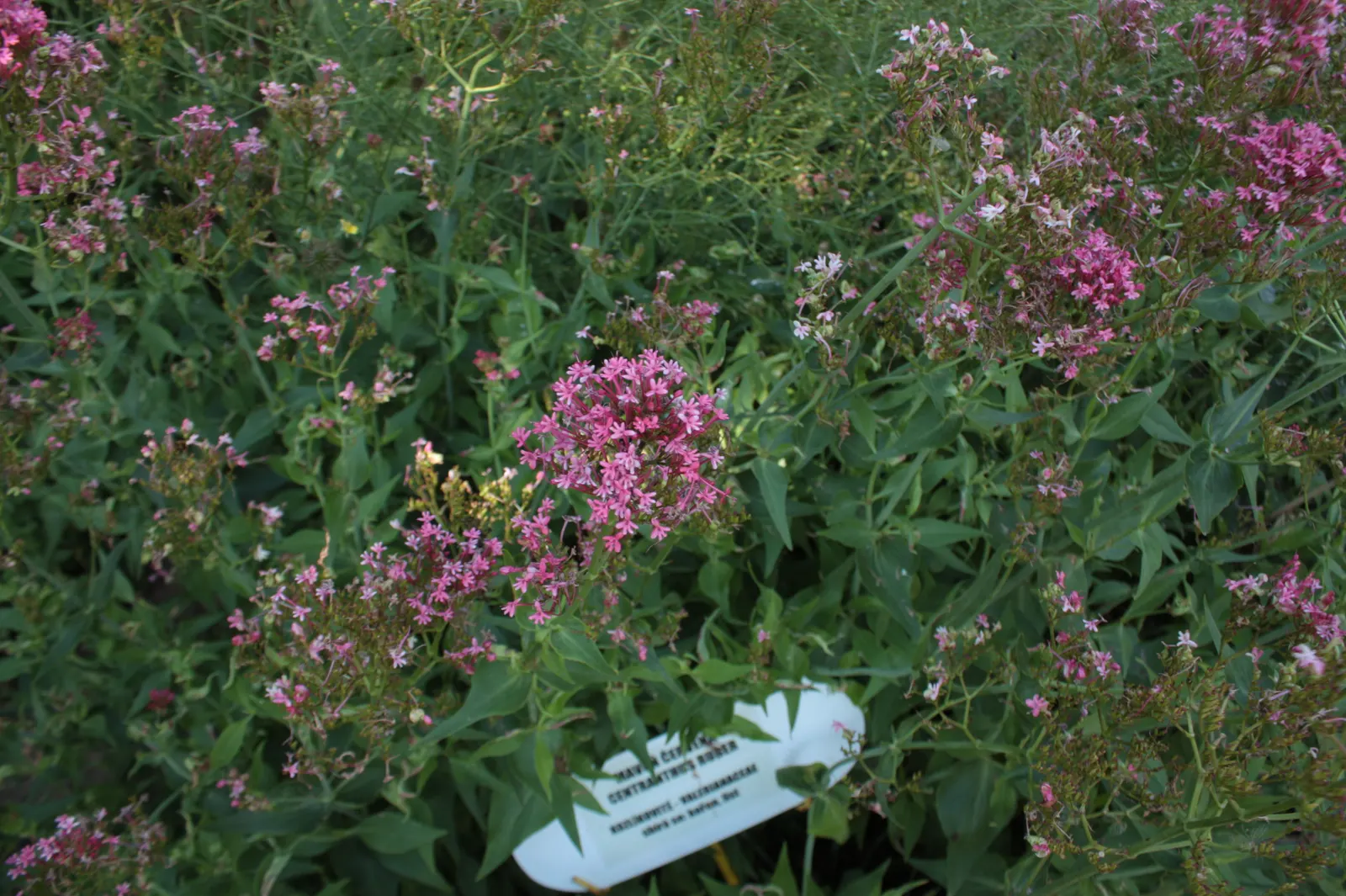 Jupiter's Beard, Red Valerian (Centranthus Ruber) — The plant itself stands tall at about 2 to 3 feet in height; it can tolerate drought and is, image 95