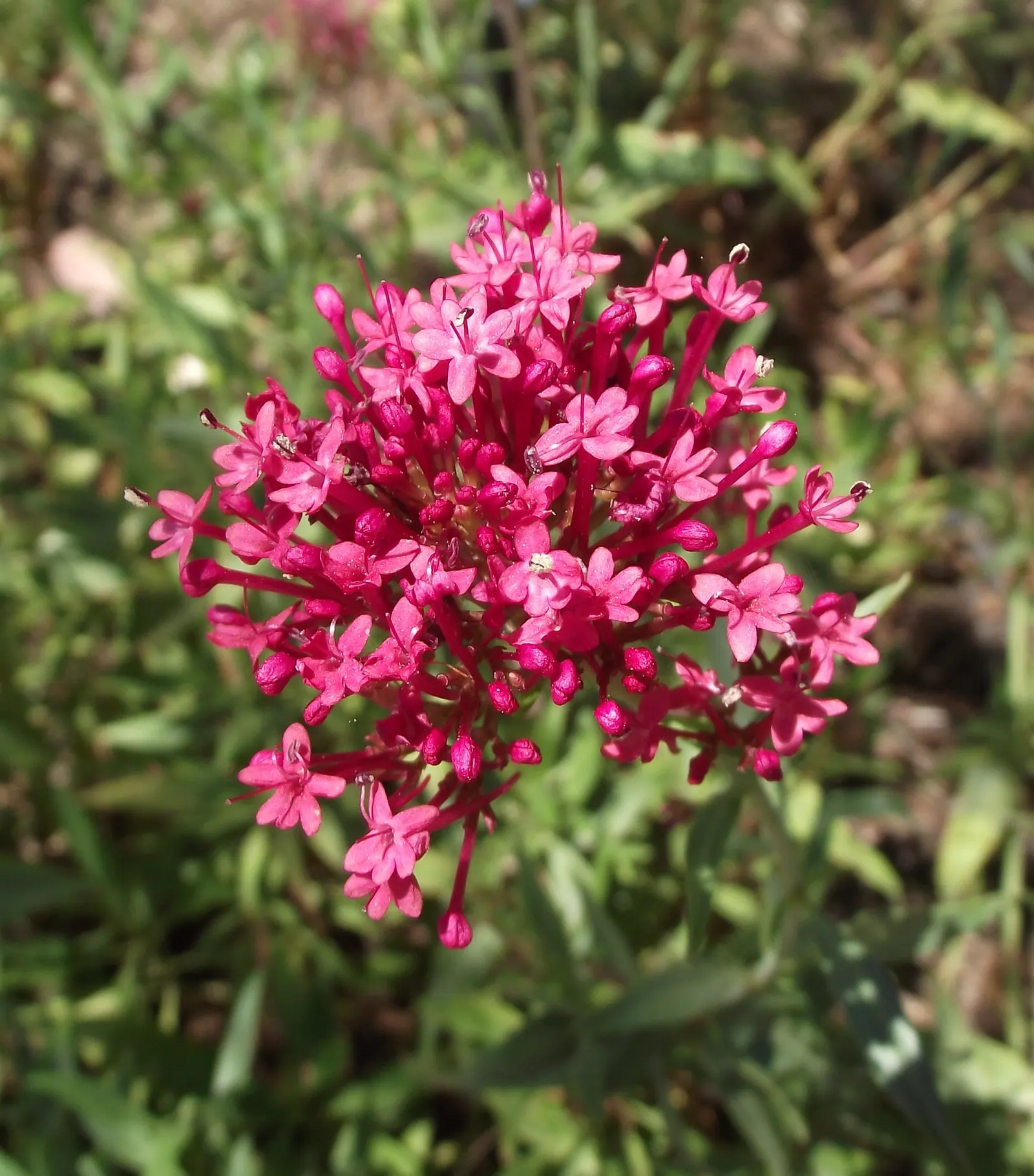 Jupiter's Beard, Red Valerian (Centranthus Ruber) — creating a cottage garden effect; the plant itself stands tall at about 2 to 3 feet in height