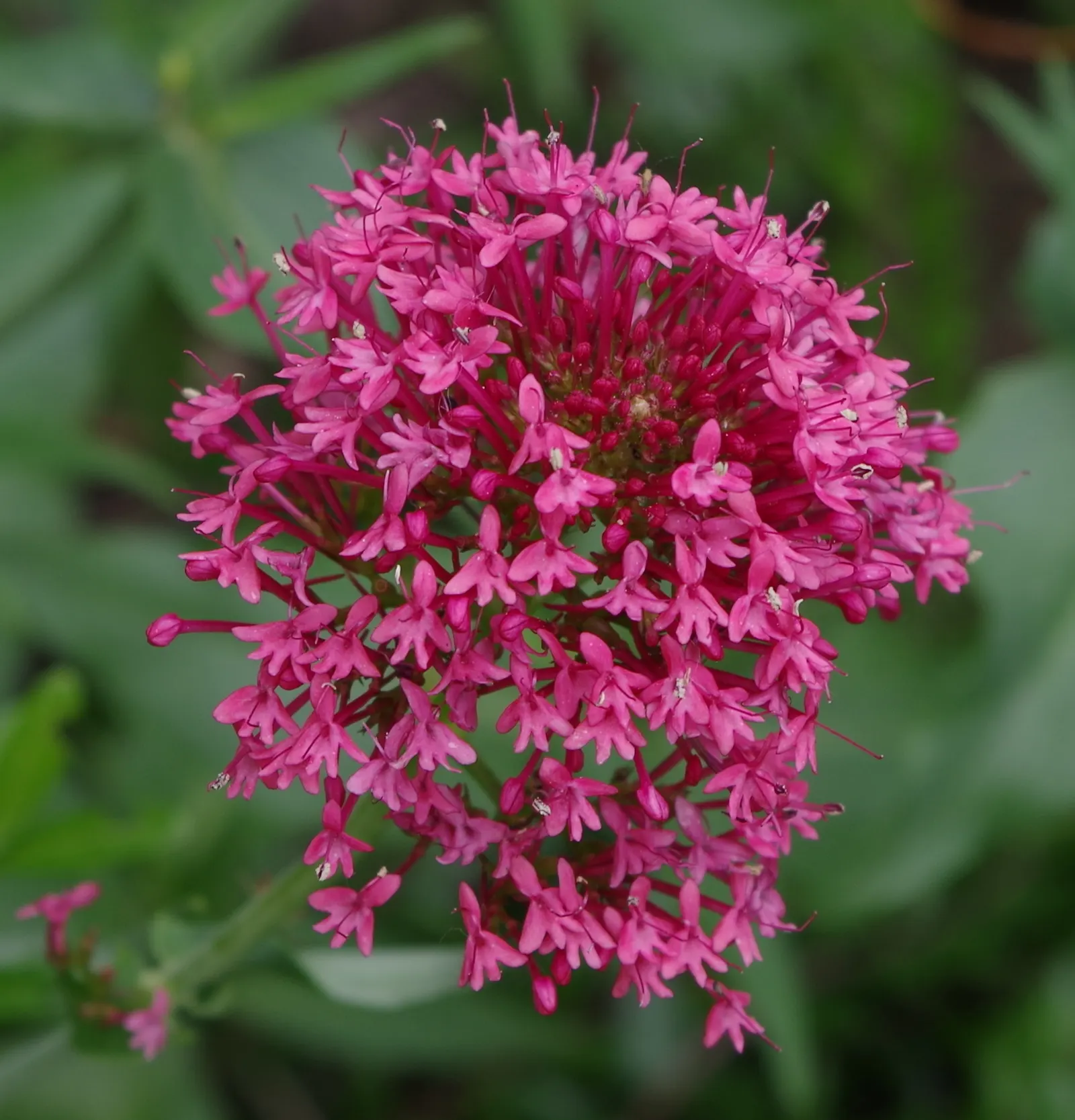 Jupiter's Beard, Red Valerian (Centranthus Ruber) — Deer-resistant and attracts pollinators