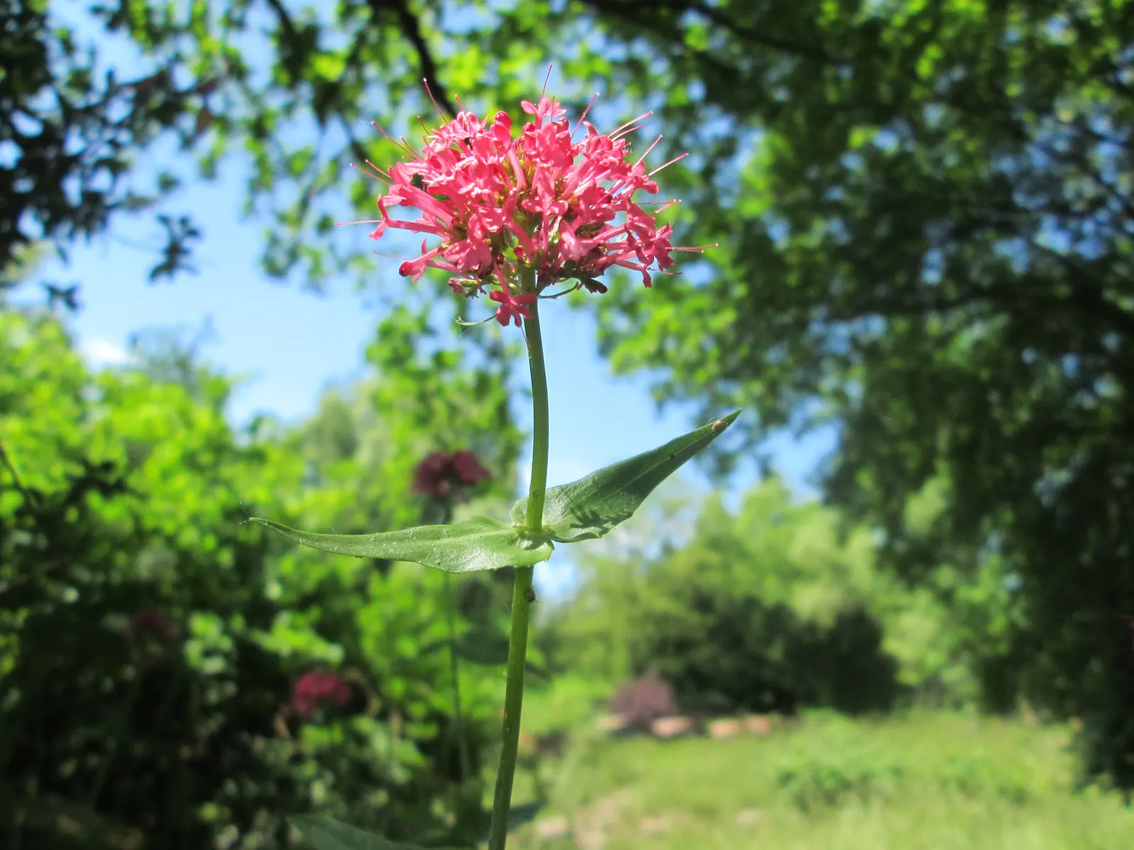 Jupiter's Beard, Red Valerian (Centranthus Ruber) — favoring full sun to part shade and adapting well to various soil types; it can tolerate, image 99