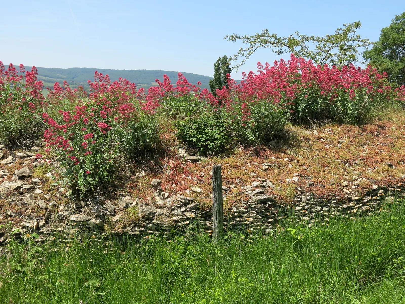 Jupiter's Beard, Red Valerian (Centranthus Ruber) — star-shaped flowers in hues of crimson to pink; the plant itself stands tall at about 2 to 3, image 86