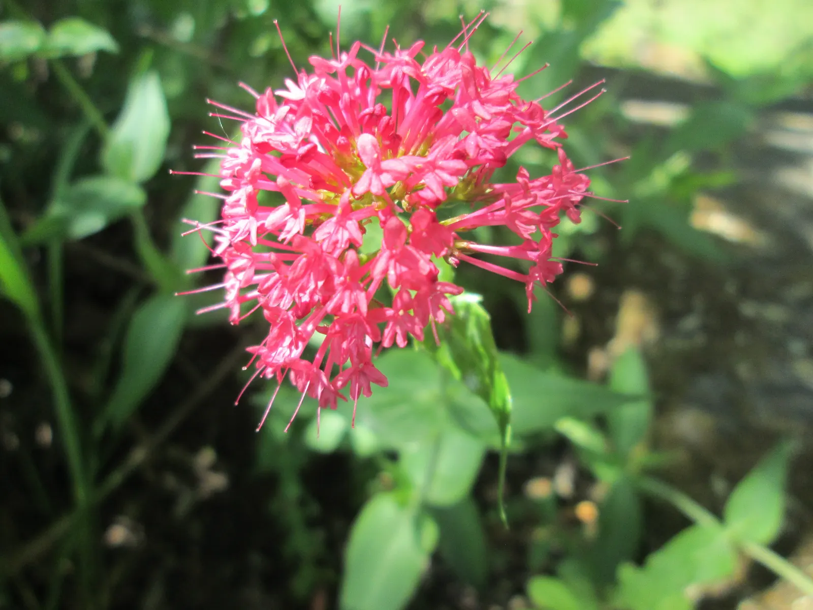 Jupiter's Beard, Red Valerian (Centranthus Ruber) — Deer-resistant and attracts pollinators; the plant itself stands tall at about 2 to 3 feet in, image 90