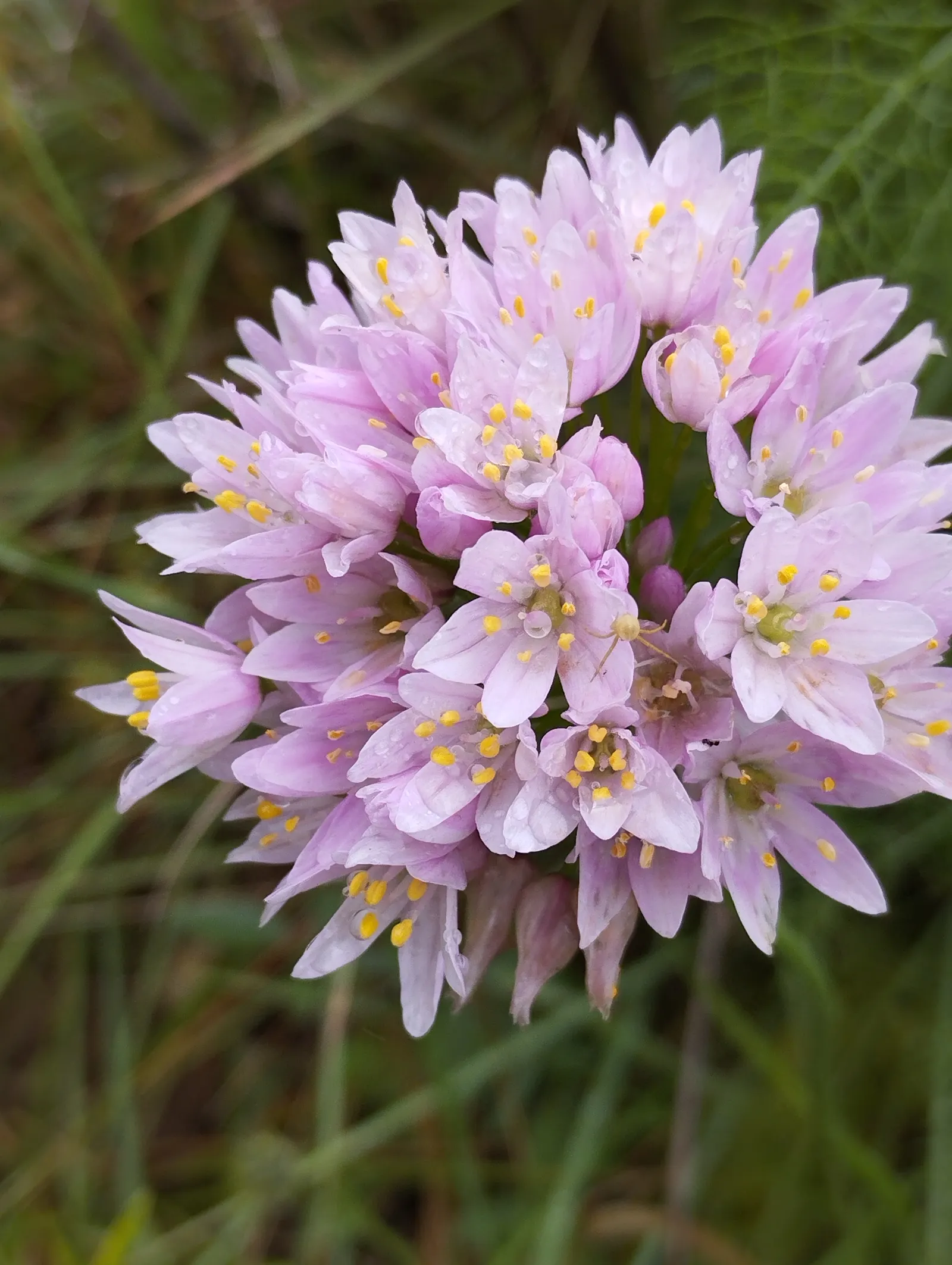 Jupiter's Beard, Red Valerian (Centranthus Ruber) — ground cover / perennial with pink and red blooms; it can tolerate drought and is reasonably, image 111