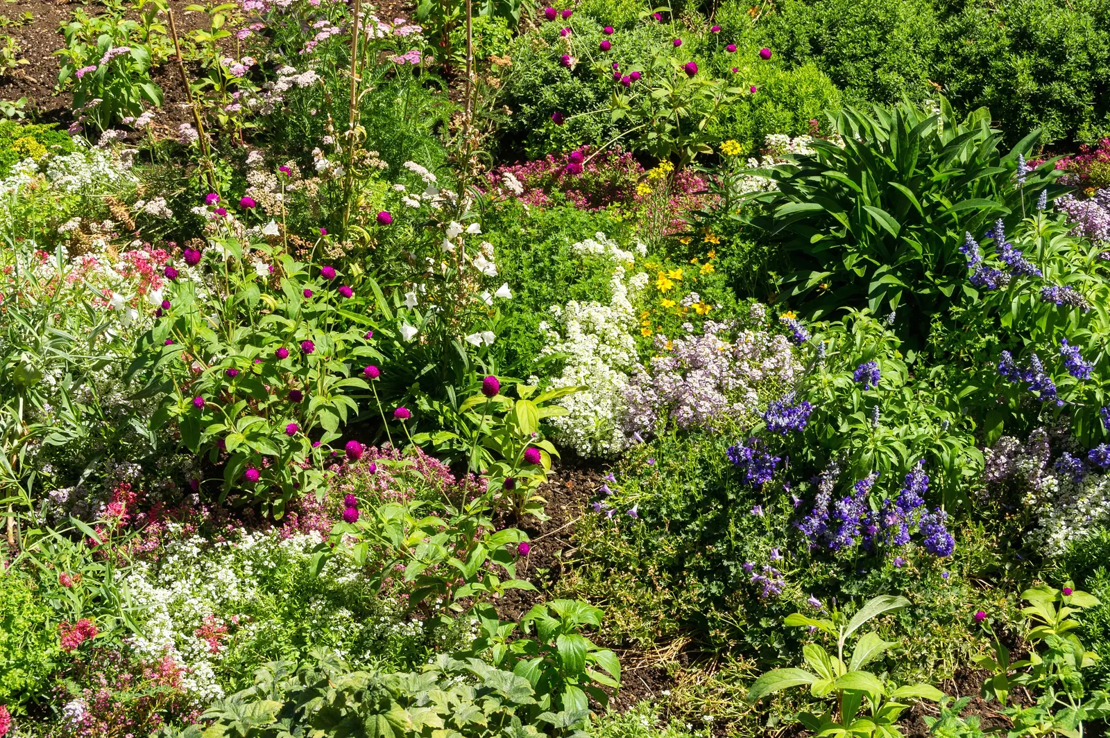 Jupiter's Beard, Red Valerian (Centranthus Ruber) — This sun-loving plant tolerates poor soil and drought, making it ideal for rock gardens and, image 88