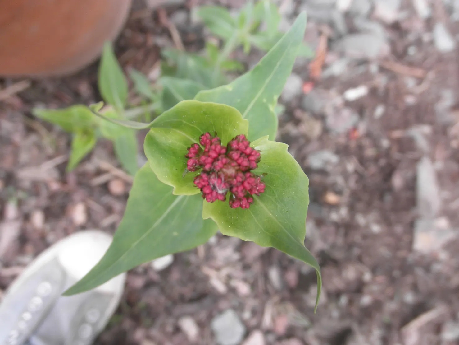 Jupiter's Beard, Red Valerian (Centranthus Ruber) — is a vibrant perennial plant that lends a splash of color to any garden; red Valerian is an, image 120