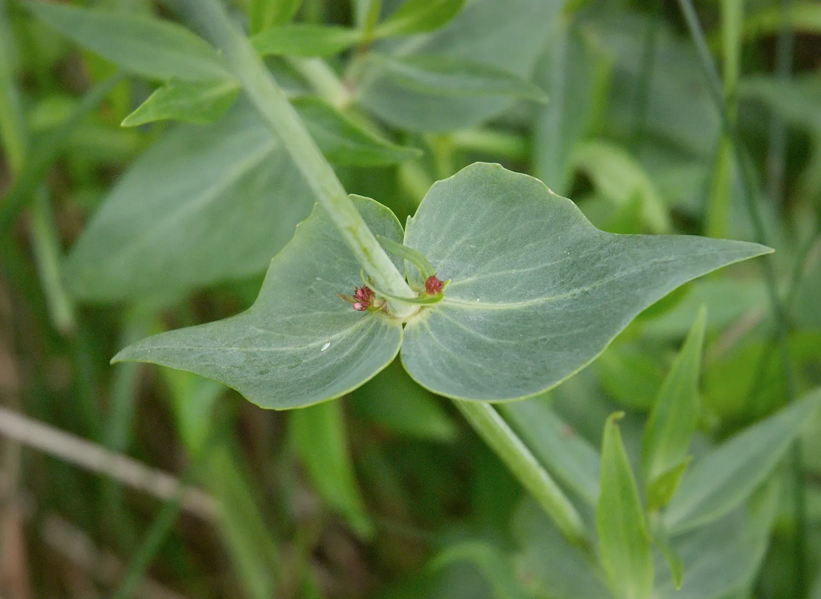 Jupiter's Beard, Red Valerian (Centranthus Ruber) — consider its potential for self-seeding; red Valerian is an excellent selection for adding, image 104