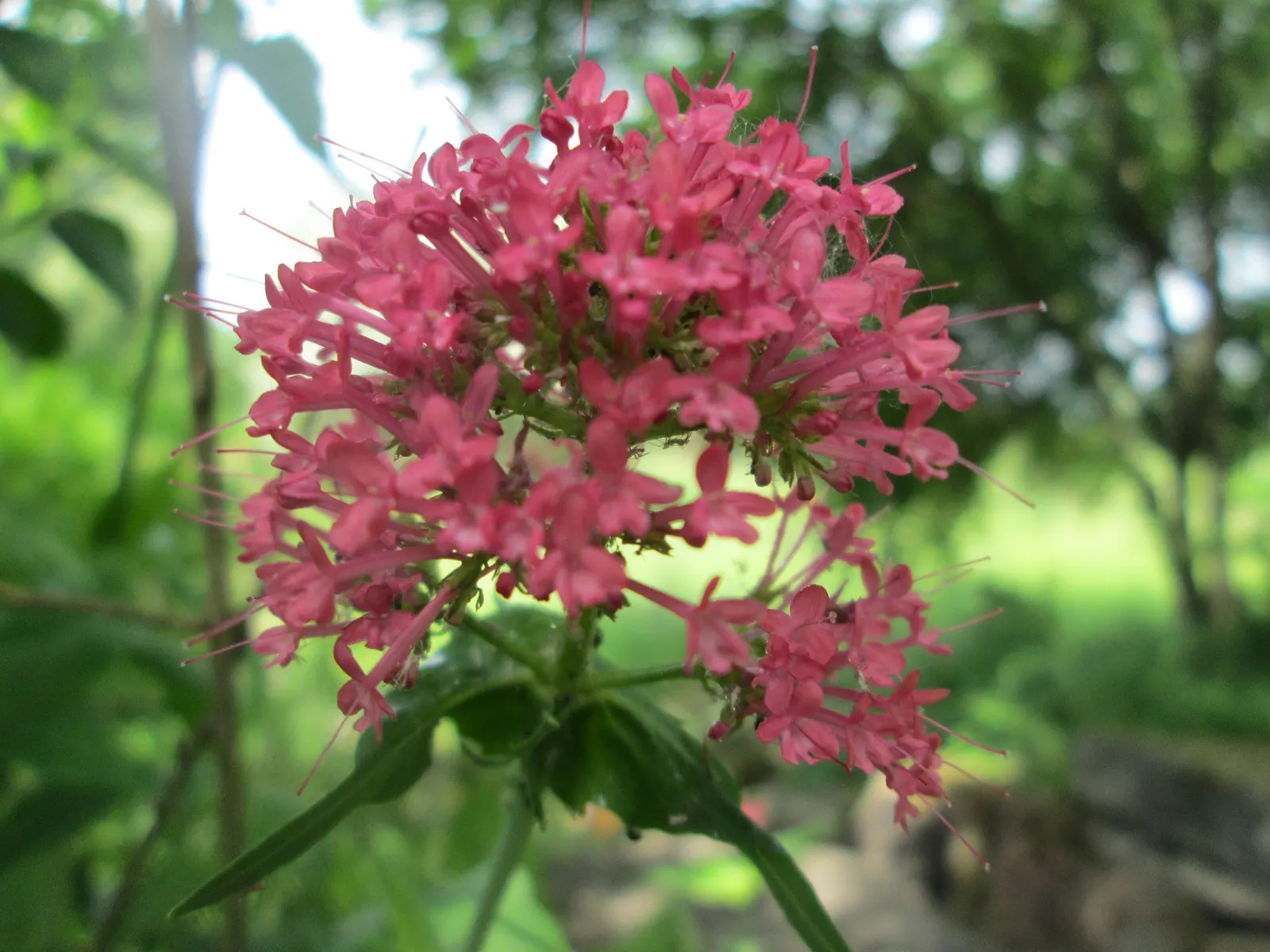 Jupiter's Beard, Red Valerian (Centranthus Ruber) — Leaves are lance-shaped and grow up to 2 to 3 inches long; this sun-loving plant tolerates poor, image 97