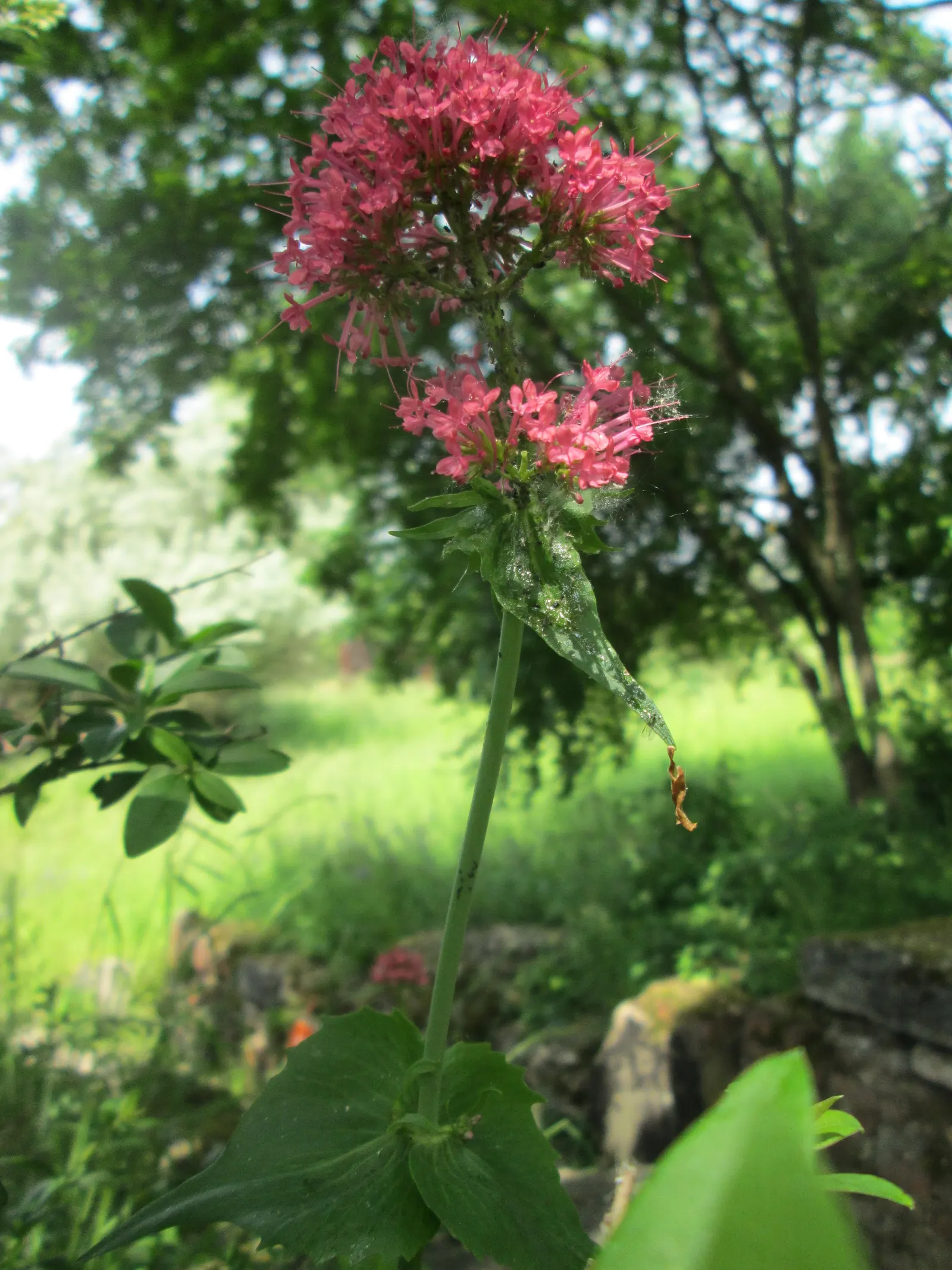 Jupiter's Beard, Red Valerian (Centranthus Ruber) — is a vibrant perennial plant that lends a splash of color to any garden; red Valerian is an, image 92