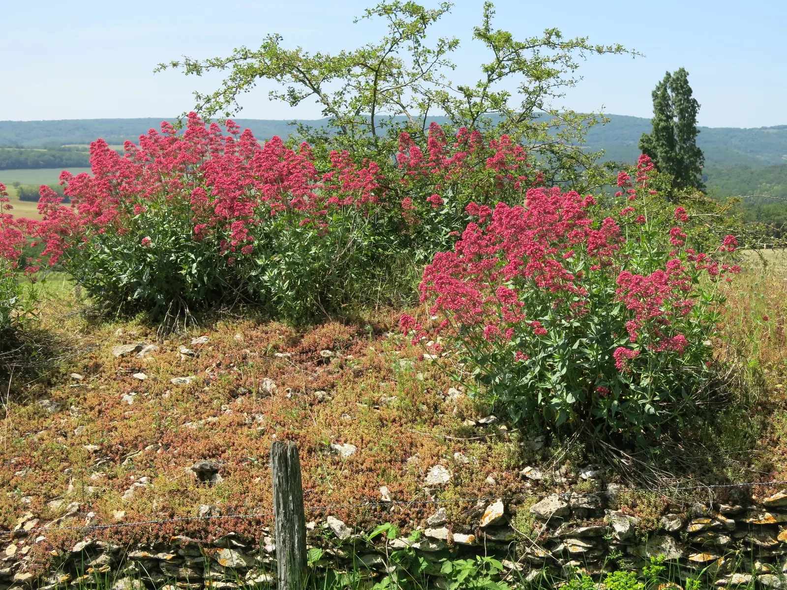 Jupiter's Beard, Red Valerian (Centranthus Ruber) — commonly known as Jupiter's Beard or Red Valerian; this sun-loving plant tolerates poor soil, image 85
