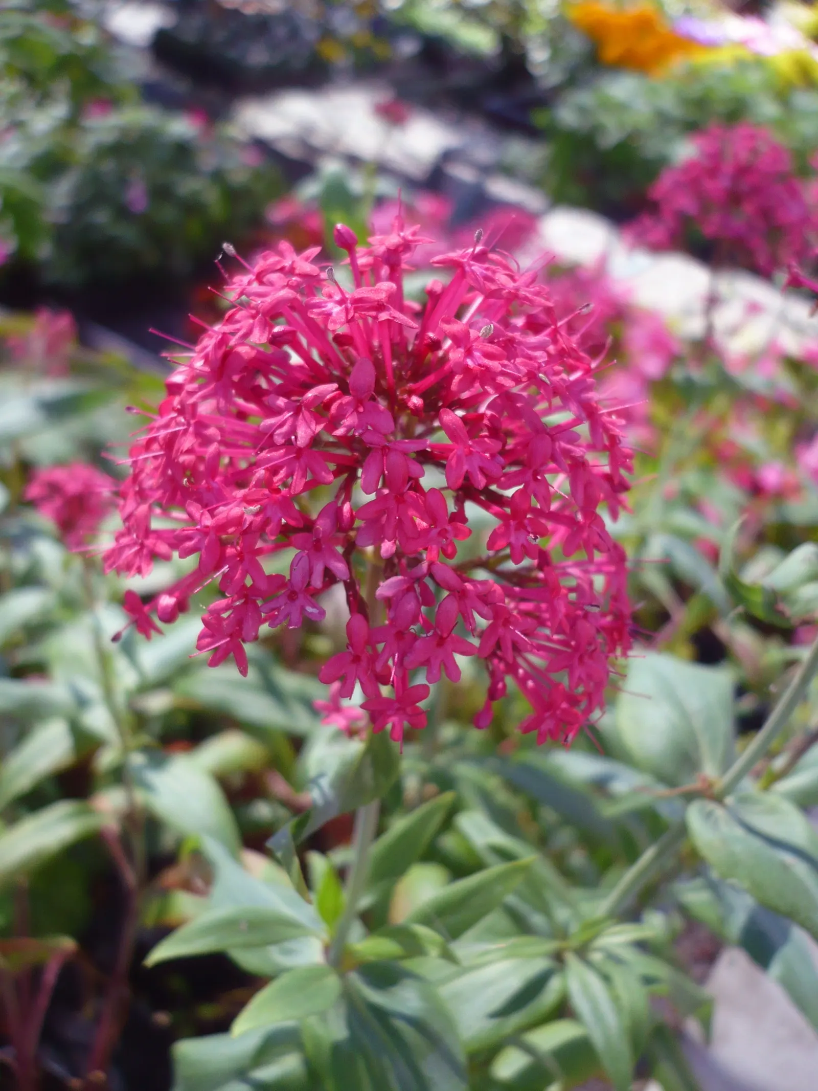 Jupiter's Beard, Red Valerian (Centranthus Ruber) — When designing a landscape; it can tolerate drought and is reasonably resistant to deer and, image 103