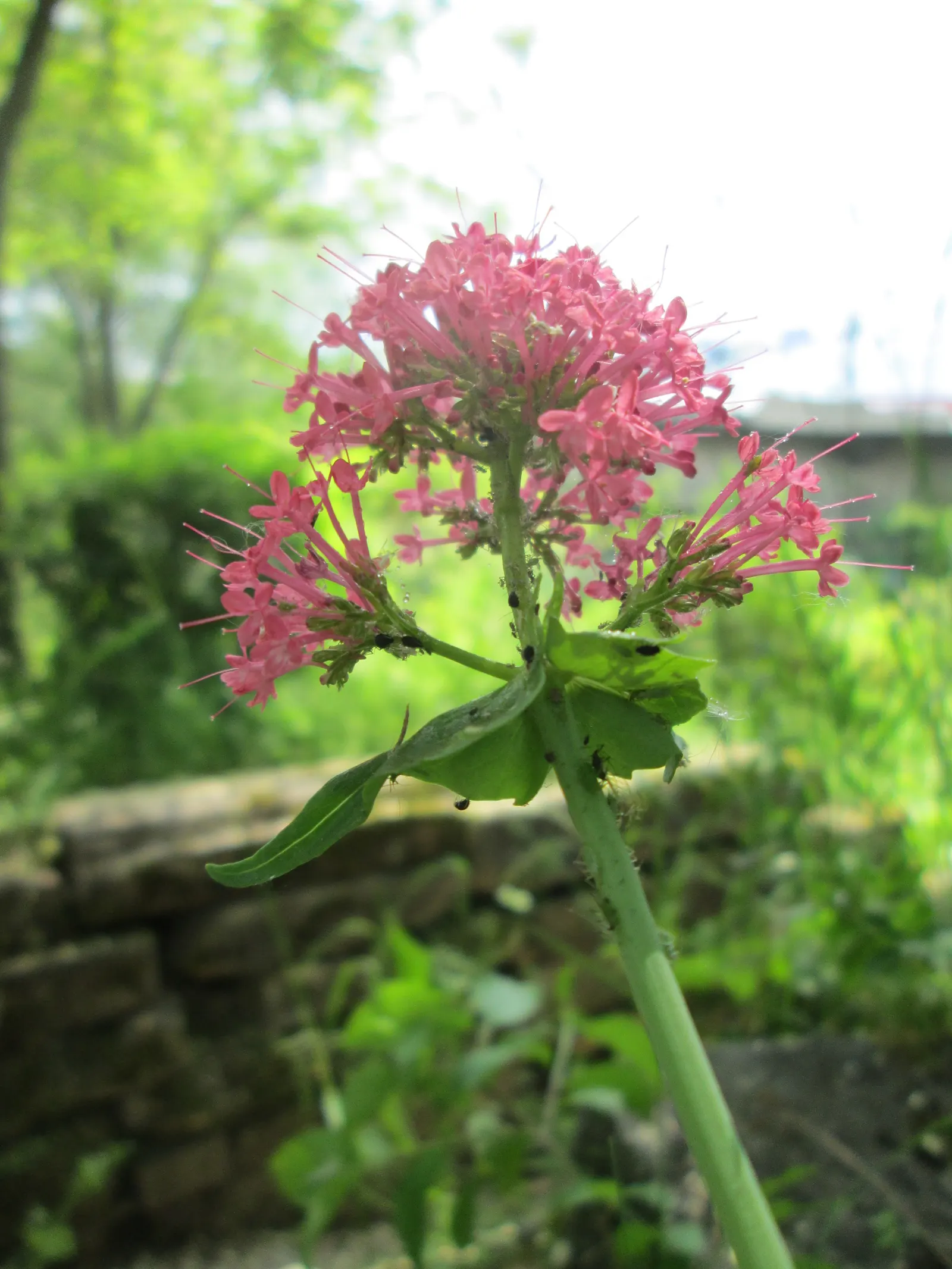 Jupiter's Beard, Red Valerian (Centranthus Ruber) — offering a blue-green contrast to its fiery flowers; red Valerian is an excellent selection for, image 96