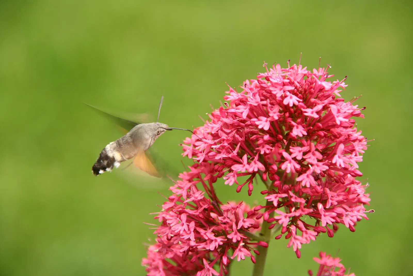 Jupiter's Beard, Red Valerian (Centranthus Ruber) — These blossoms come together in dense cymes, reaching an impressive size of up to 3 inches across