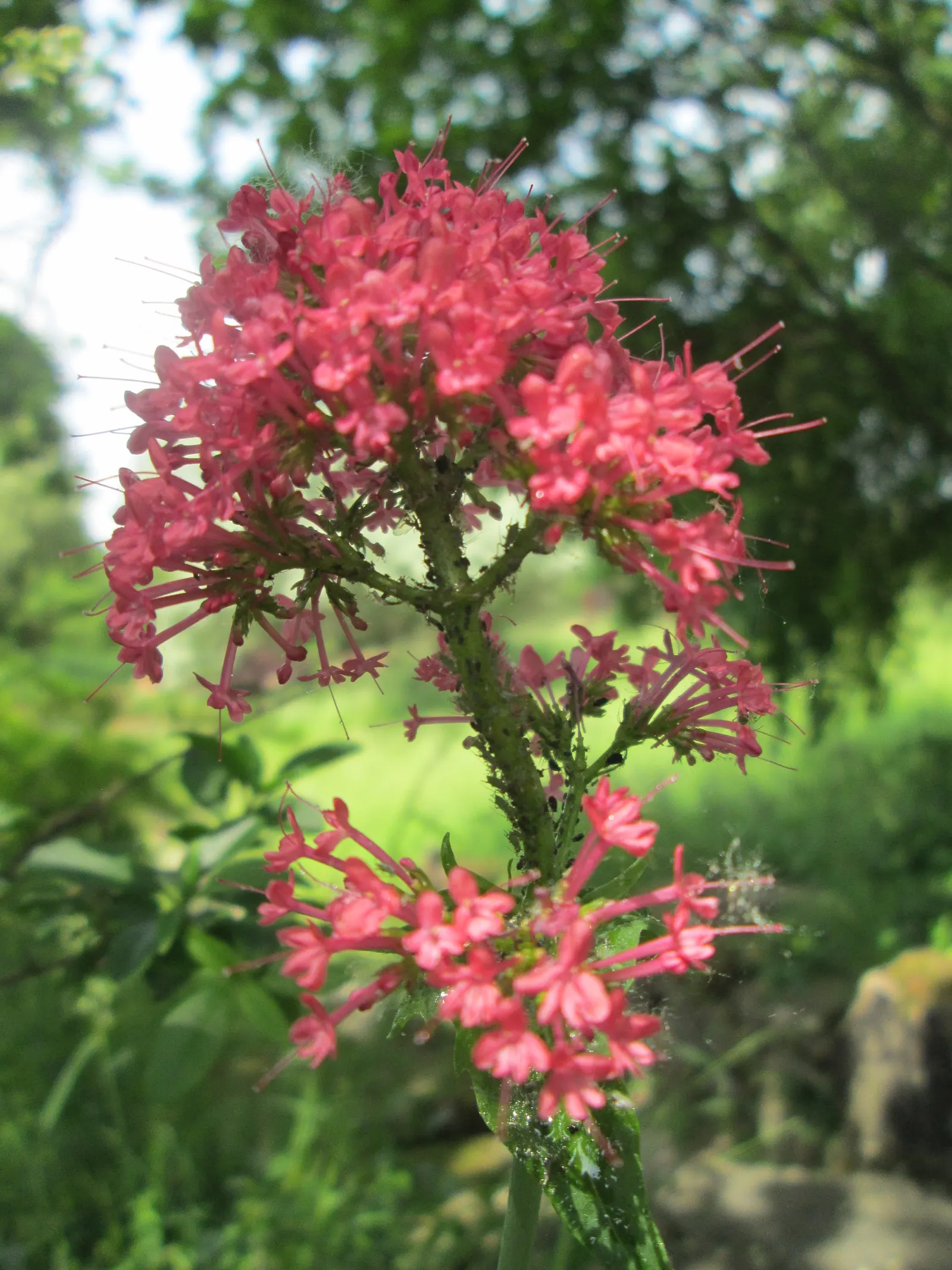Jupiter's Beard, Red Valerian (Centranthus Ruber) — this hardy plant thrives in a range of conditions; the plant itself stands tall at about 2 to 3, image 98