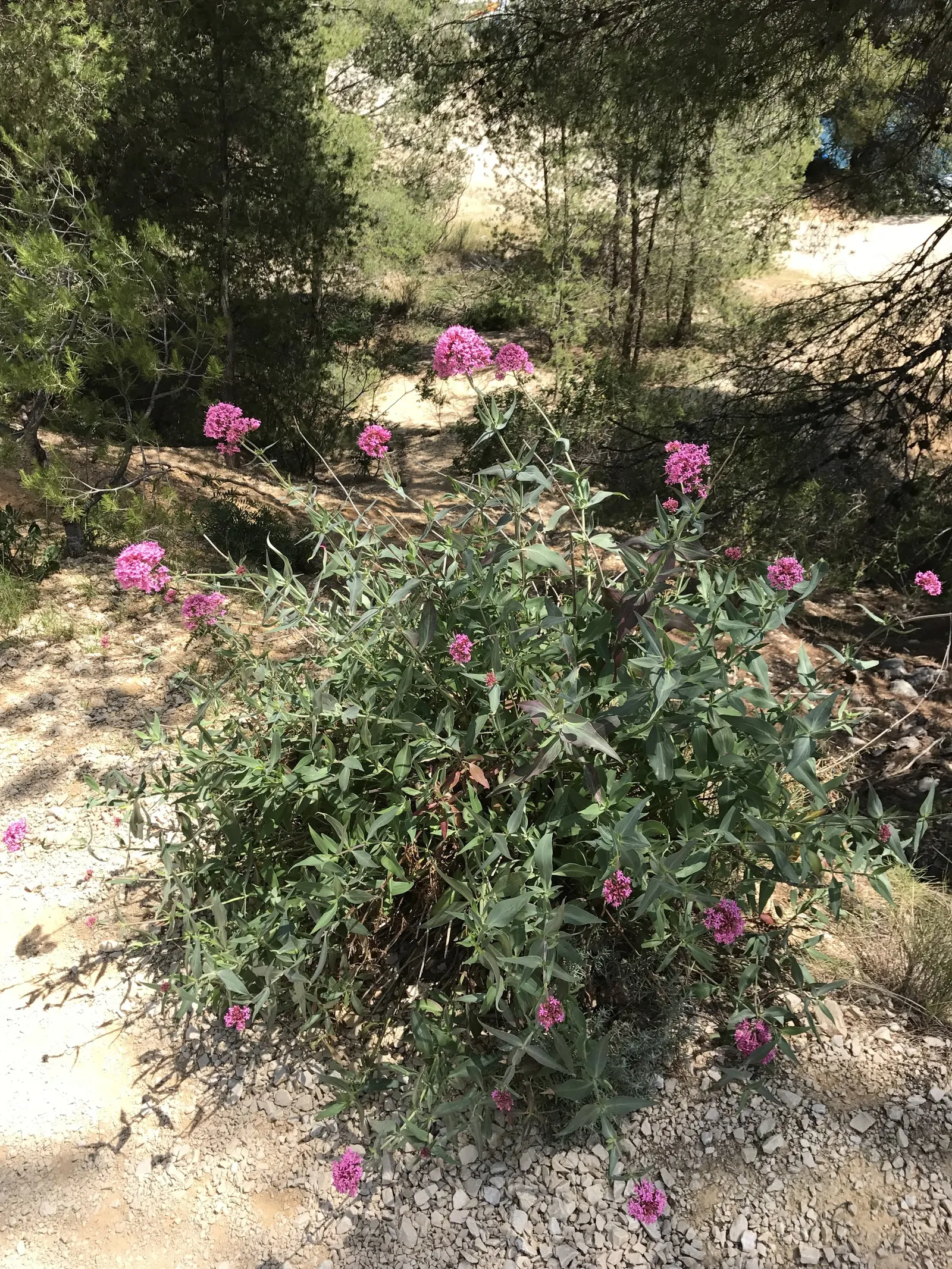 Jupiter's Beard, Red Valerian (Centranthus Ruber) — Deadhead for prolonged summer bloom; this sun-loving plant tolerates poor soil and drought, image 89