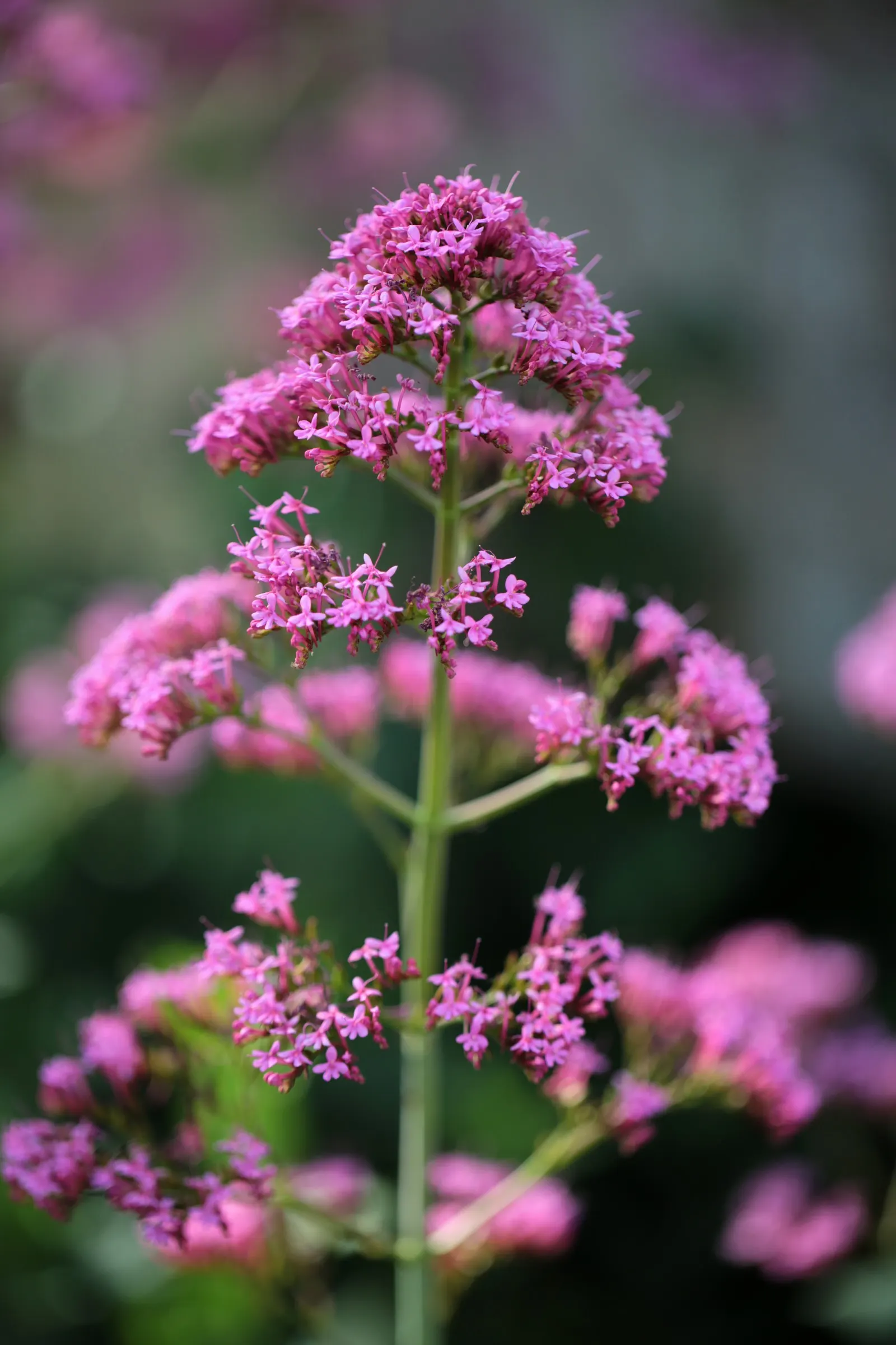 Jupiter's Beard, Red Valerian (Centranthus Ruber) — scientifically known as Centranthus ruber