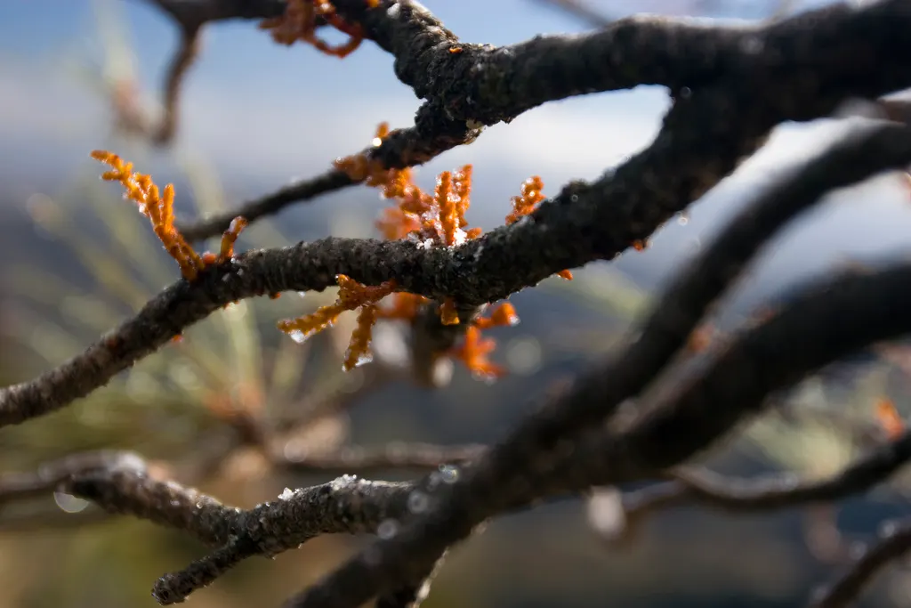 Foothill, Gray & Digger Pine (Pinus Sabiniana) — Needles emerge in clusters of three