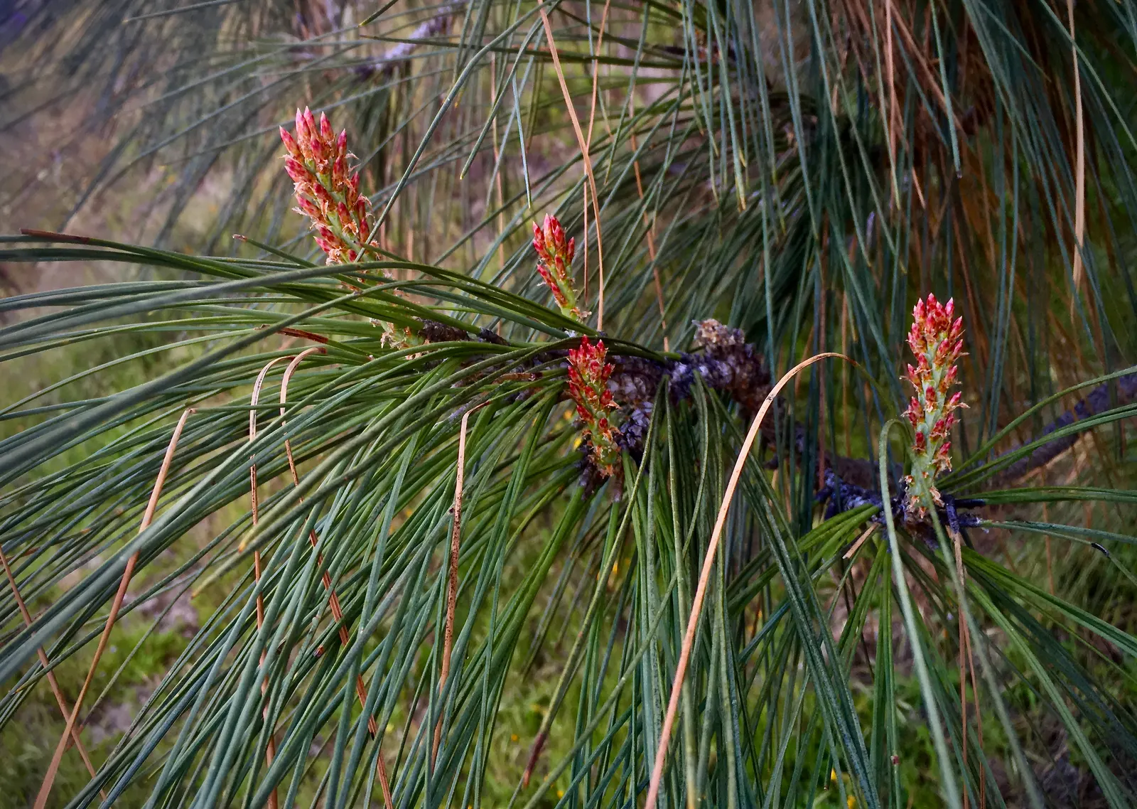 Foothill, Gray & Digger Pine (Pinus Sabiniana) — open branching structure and long