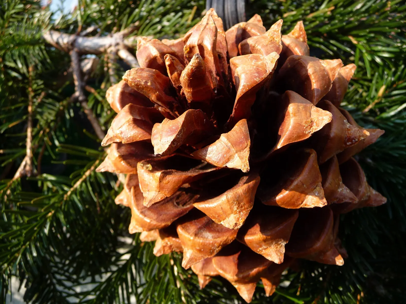 Foothill, Gray & Digger Pine (Pinus Sabiniana) — irregular branching habit with a wide-spreading canopy that can attain an impressive height of 40 to 80 feet