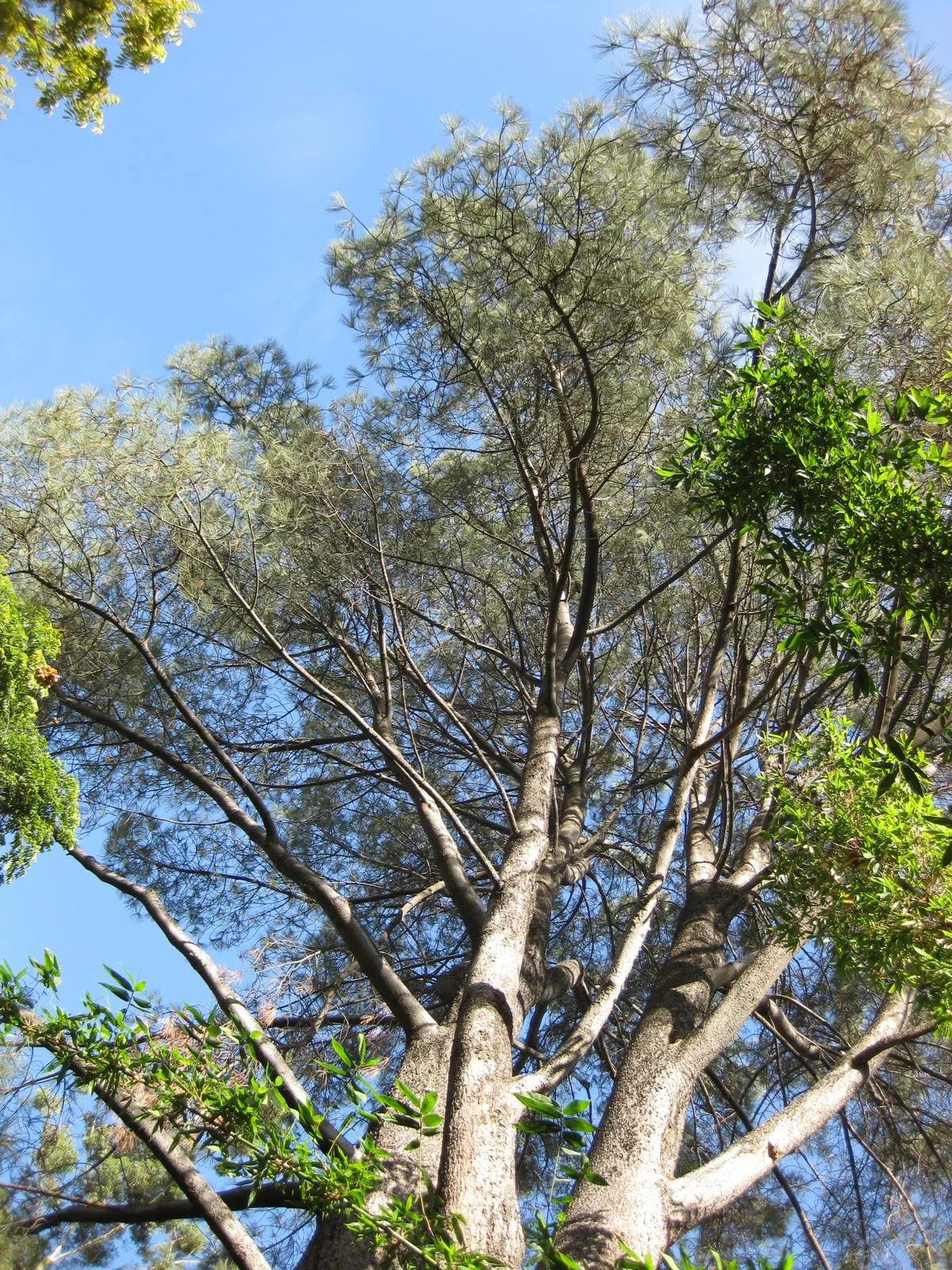 Foothill, Gray & Digger Pine (Pinus Sabiniana) — bluish-gray needles about 8-12 inches in length