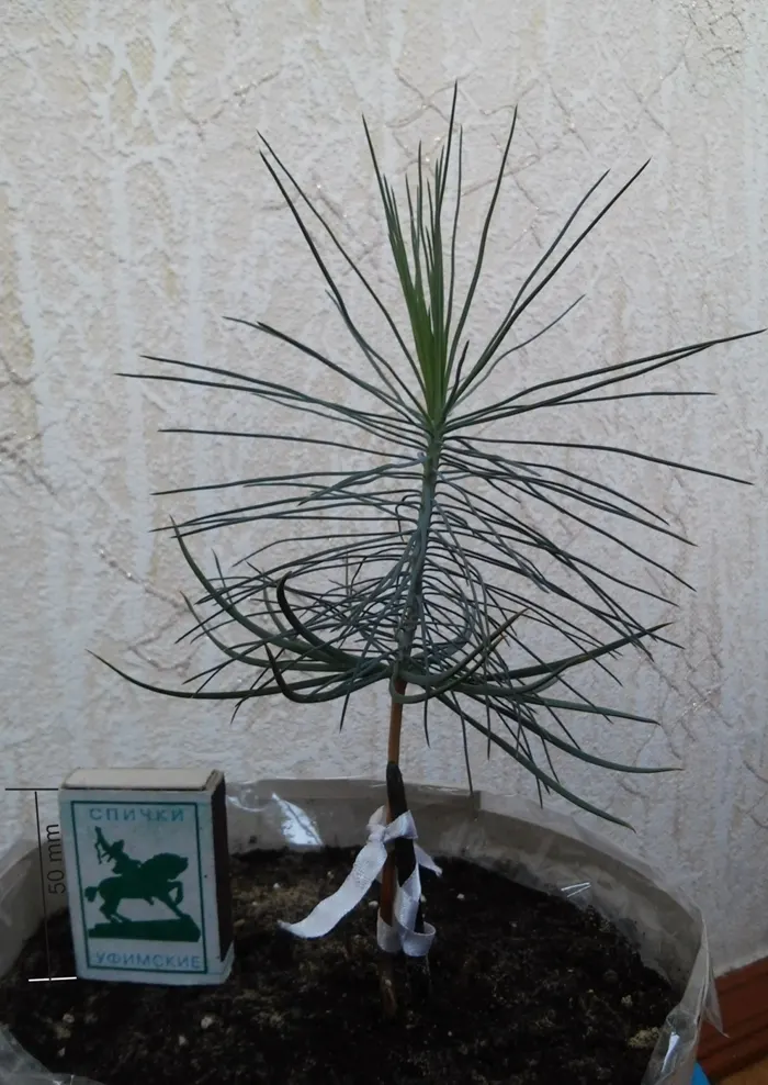 Foothill, Gray & Digger Pine (Pinus Sabiniana) — measuring 8 to 12 inches in length and contributing to the overall wispy