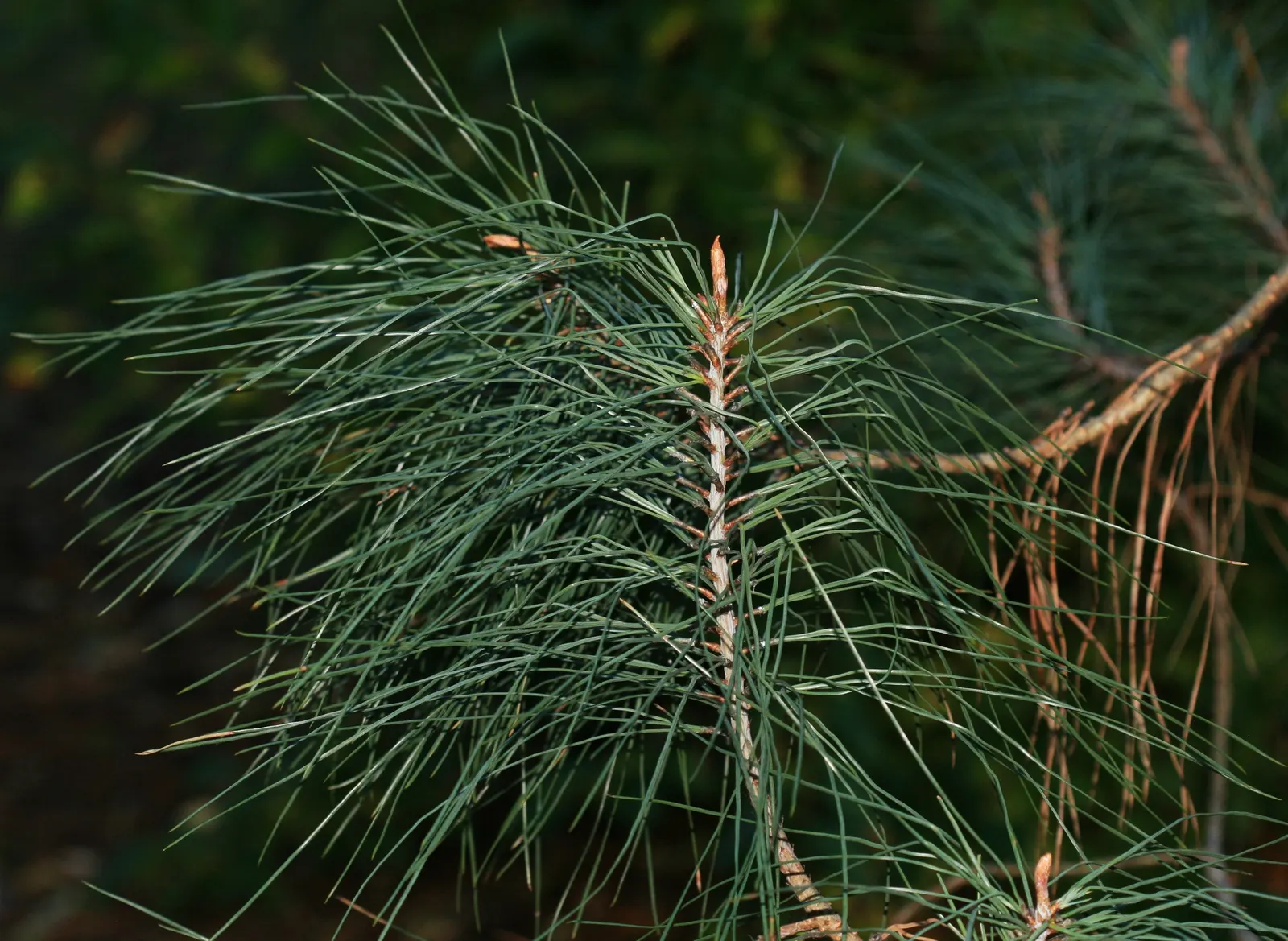 Foothill, Gray & Digger Pine (Pinus Sabiniana) — This pine species is drought-tolerant once established