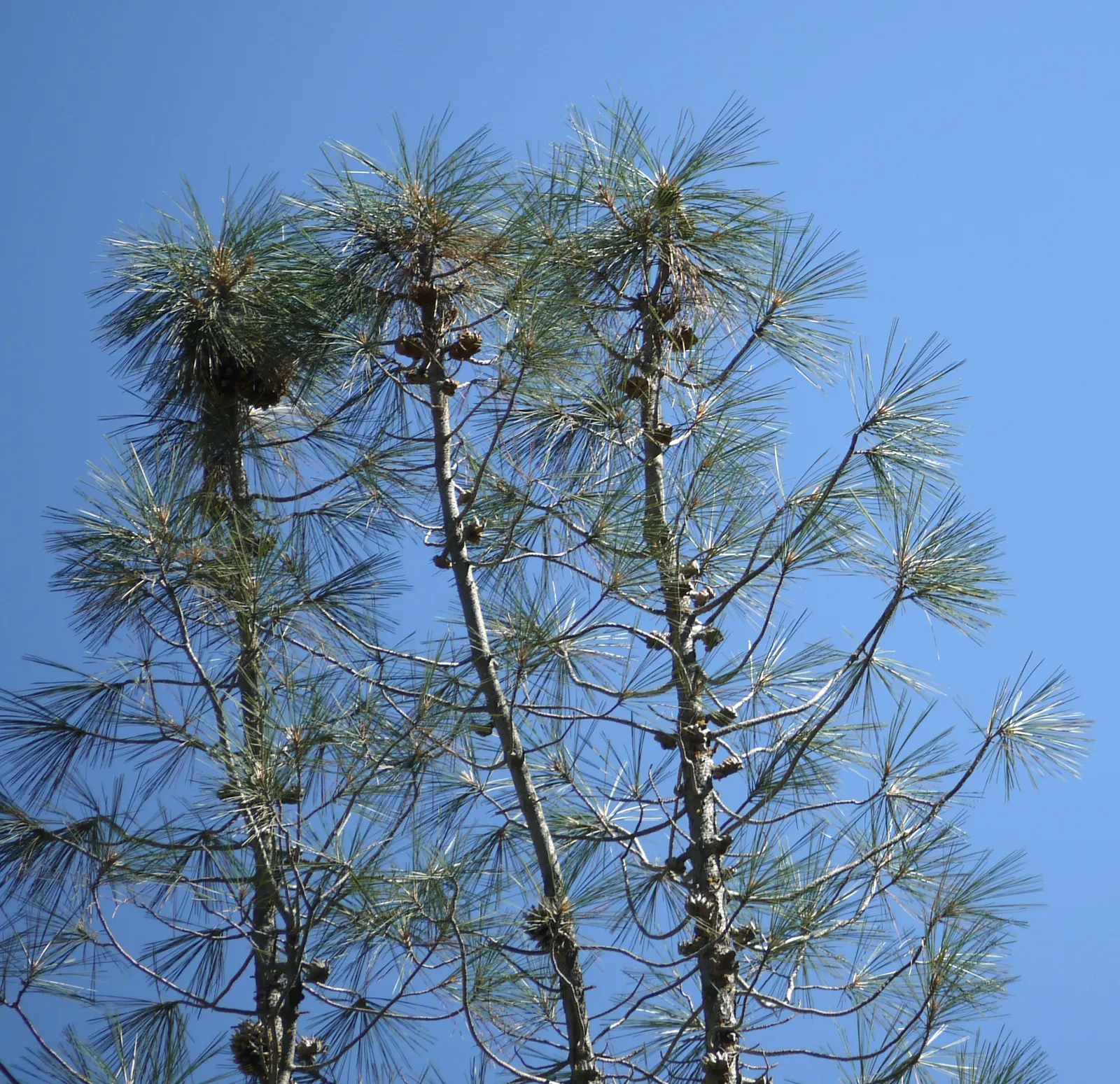 Foothill, Gray & Digger Pine (Pinus Sabiniana) — contrasting with the light blue-gray foliage that shimmers from a distance
