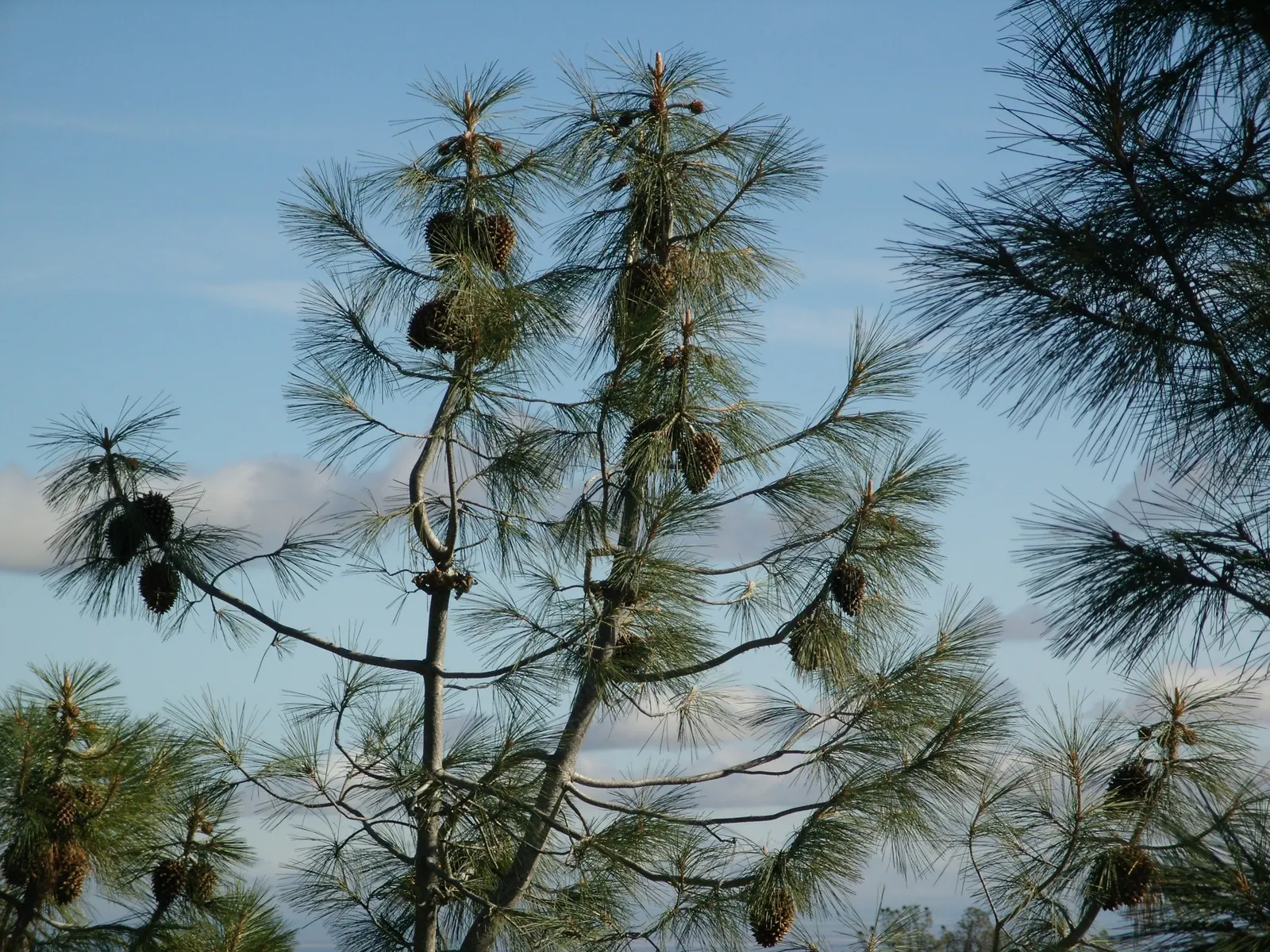 Foothill, Gray & Digger Pine (Pinus Sabiniana) — commonly known as the Foothill Pine