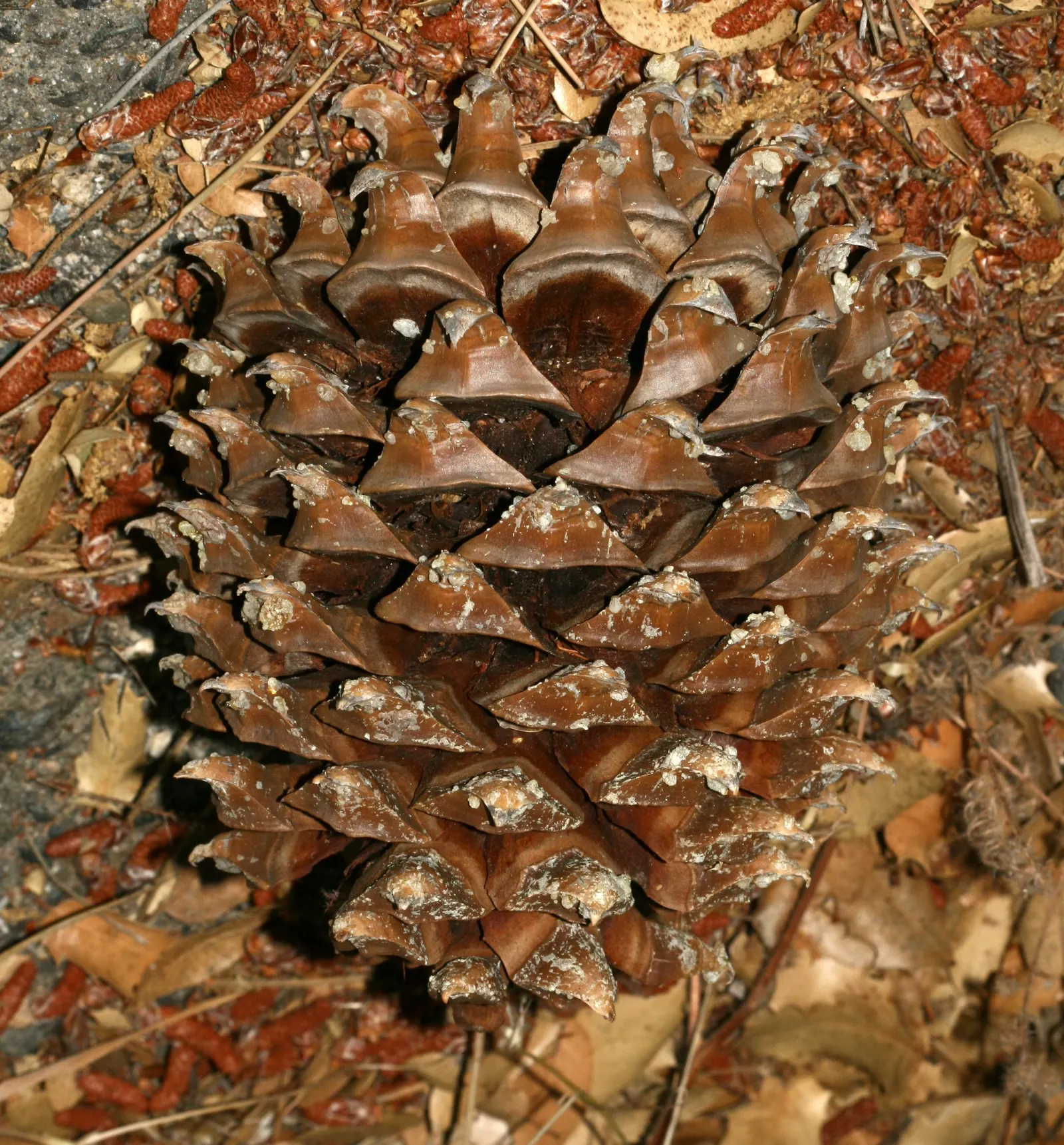Foothill, Gray & Digger Pine (Pinus Sabiniana) — This tree is often utilized as a specimen plant or for restoring native habitats