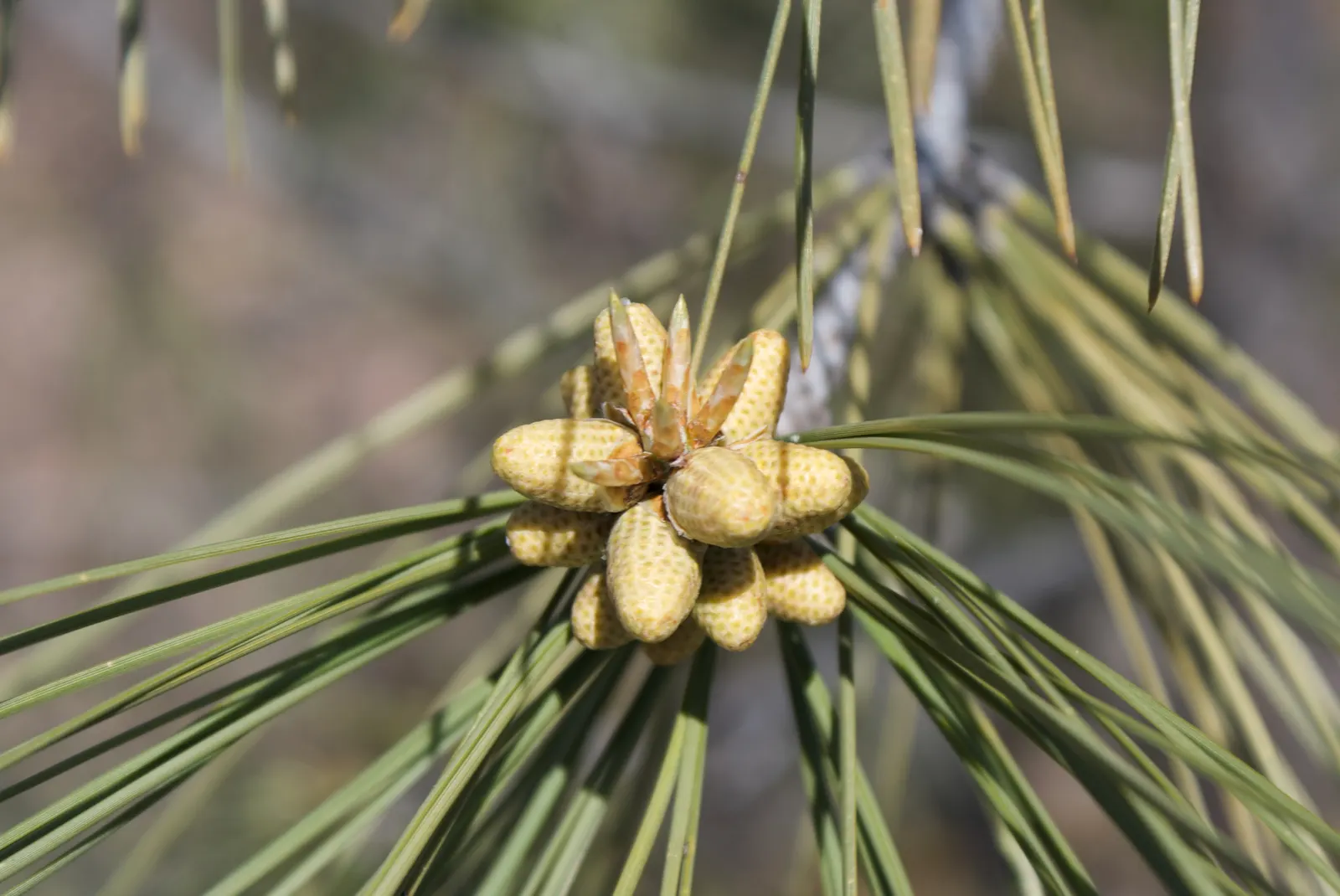 Foothill, Gray & Digger Pine (Pinus Sabiniana) — Pinus sabiniana, commonly referred to as Foothill, Gray, or Digger Pine, is native to California