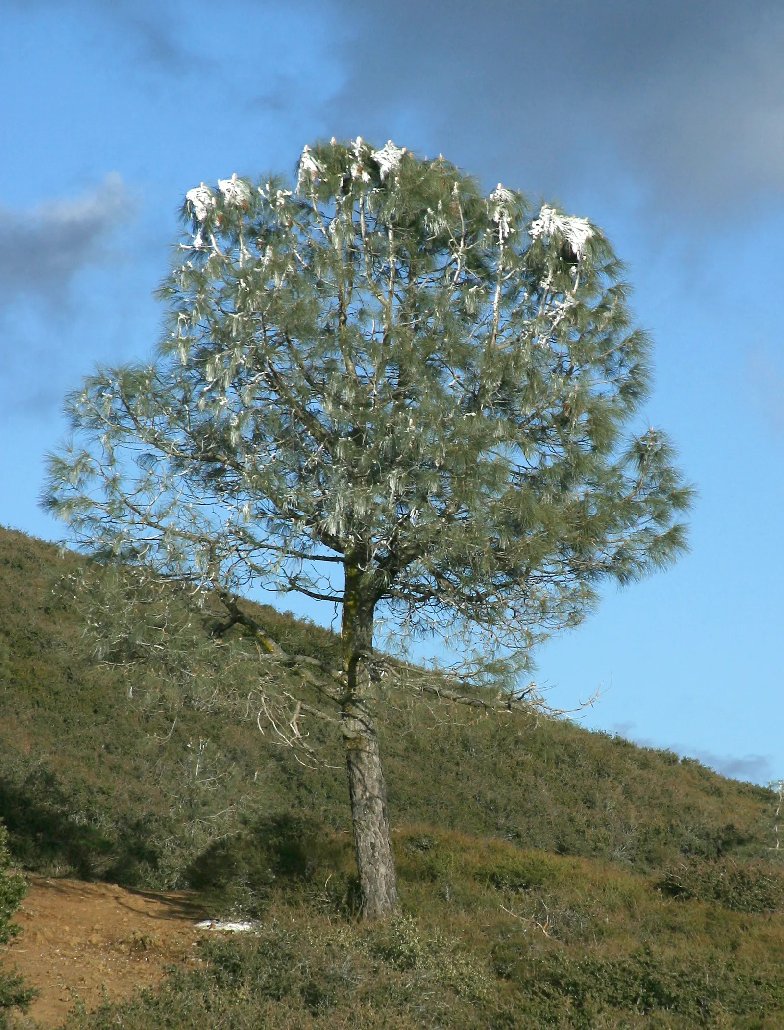 Foothill, Gray & Digger Pine (Pinus Sabiniana) — This drought-tolerant pine can reach heights of 40-80 feet, with a 20-30 foot spread