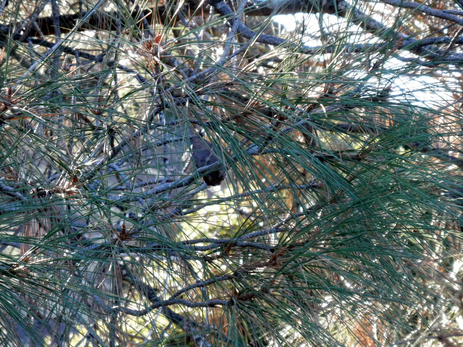 Foothill, Gray & Digger Pine (Pinus Sabiniana) — It thrives in well-draining soils and full sun, adding a striking, tall accent to expansive landscapes