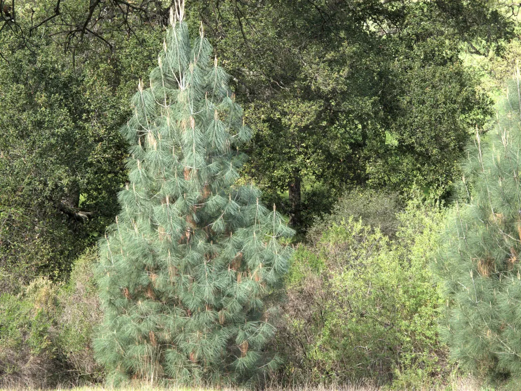 Foothill, Gray & Digger Pine (Pinus Sabiniana) — is a distinctive conifer valued for its unique aesthetic and adaptability to its native Californian landscapes